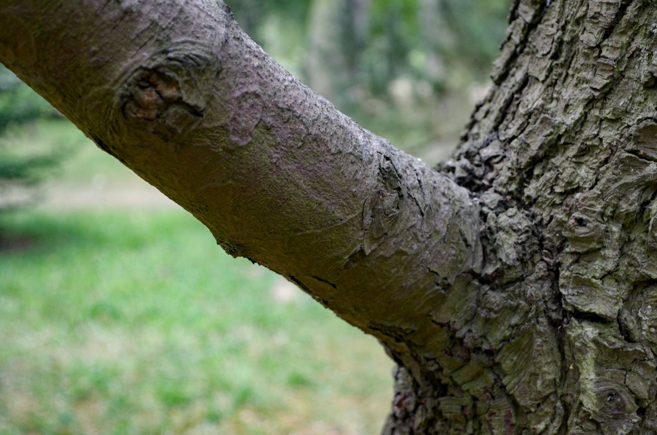 Image of Pinus armandii