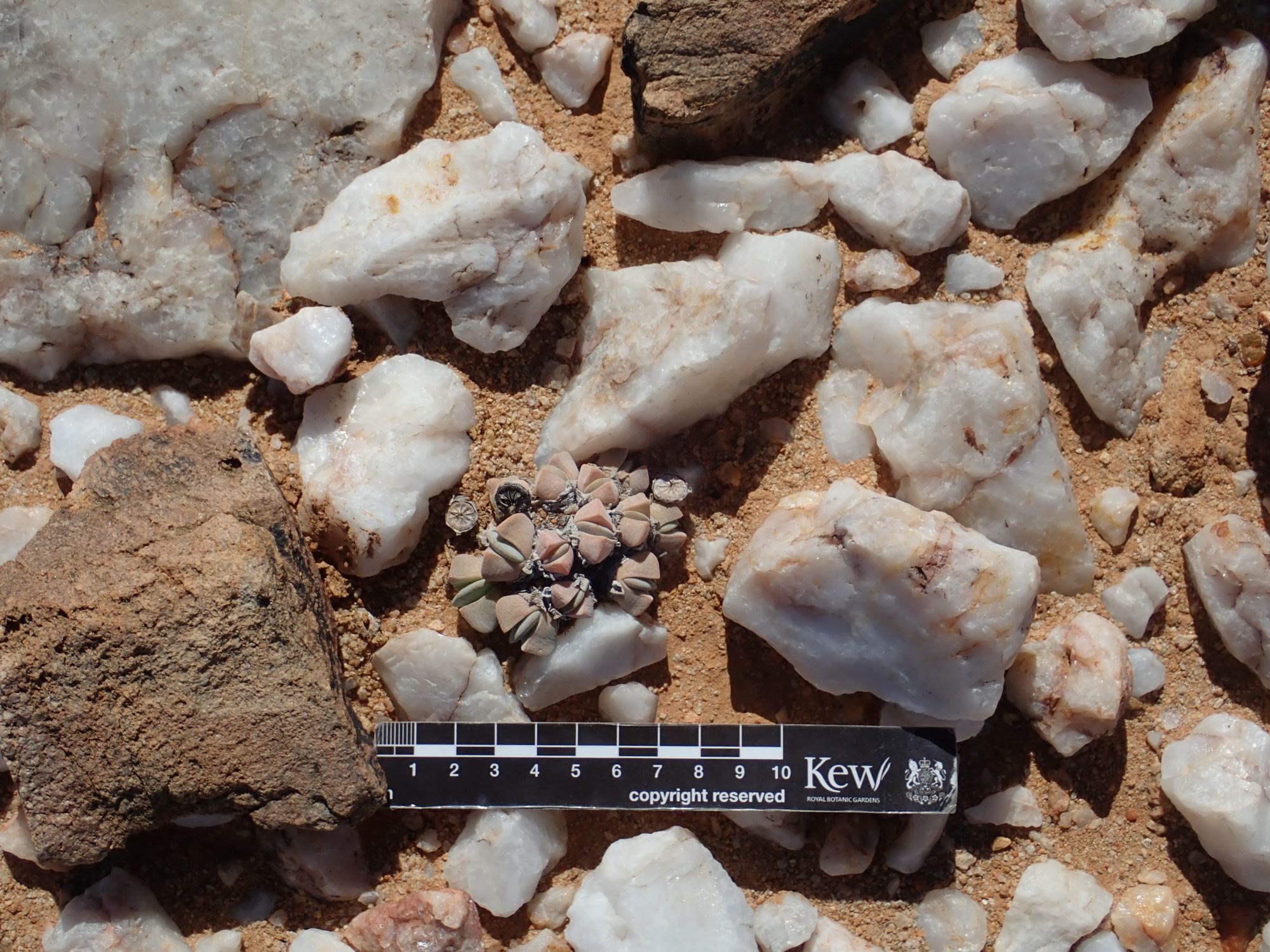 Image of Cheiridopsis herrei