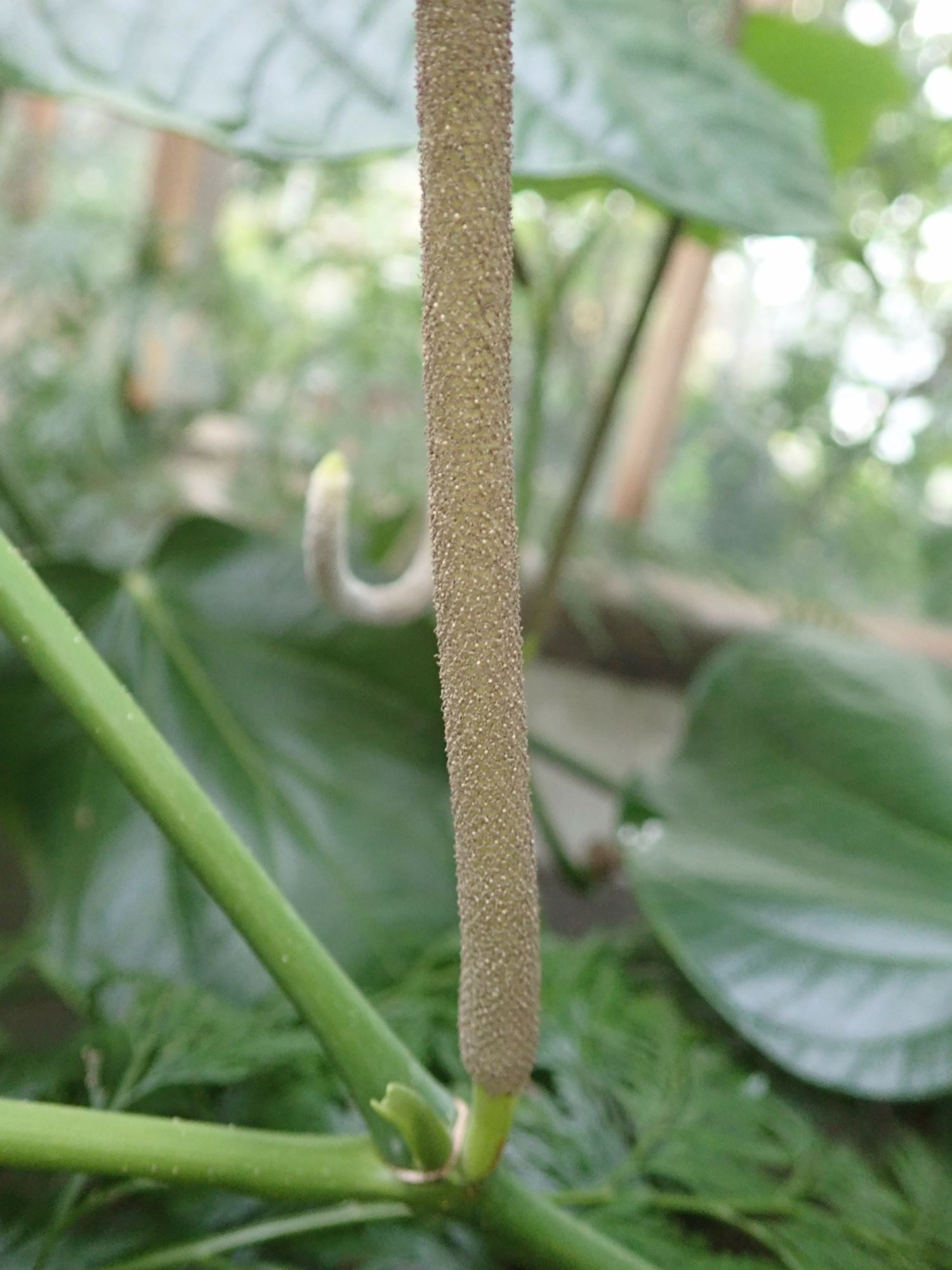 Image of Piper auritum