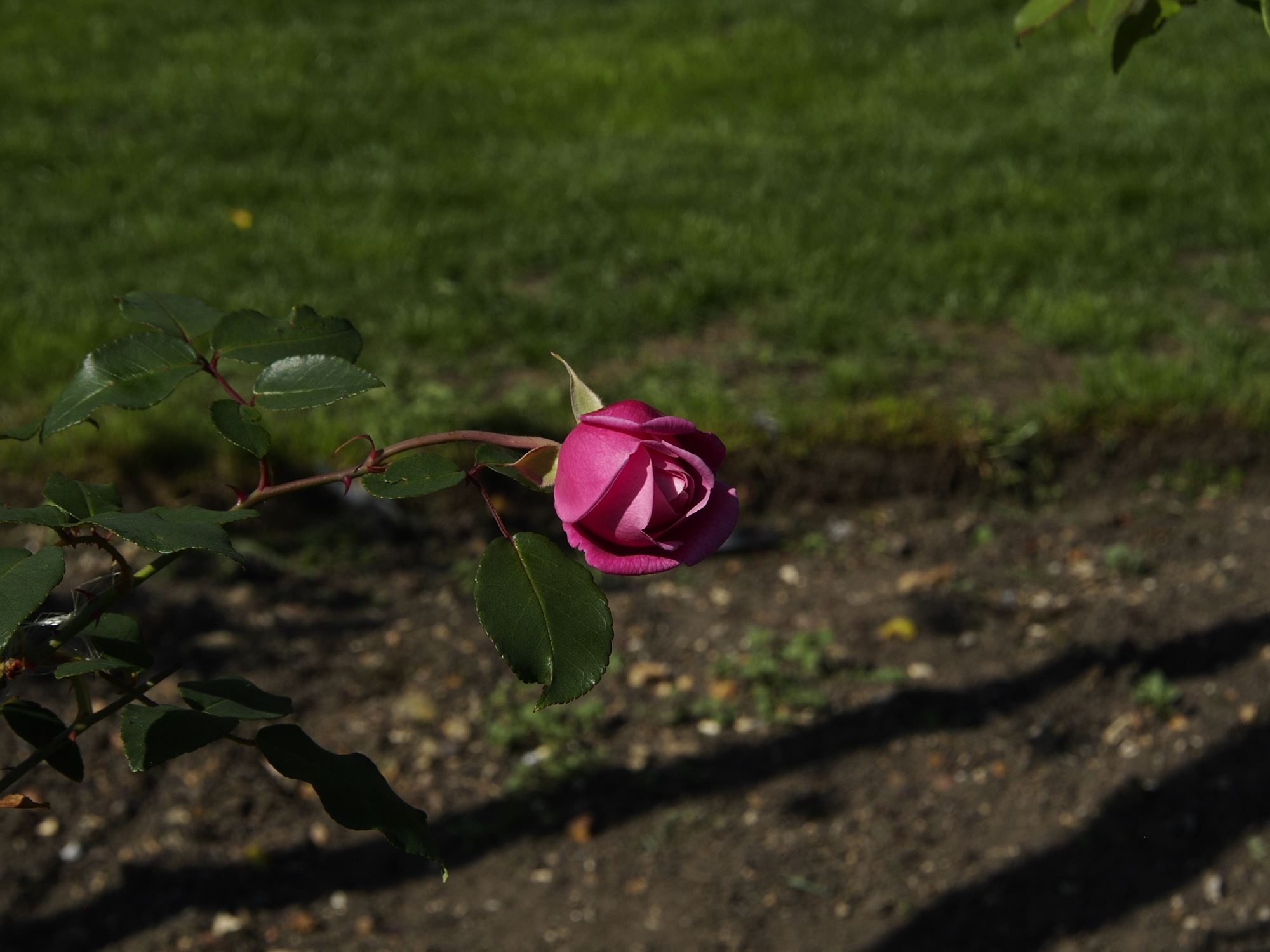 Image of Rosa 'Le Vesuve'