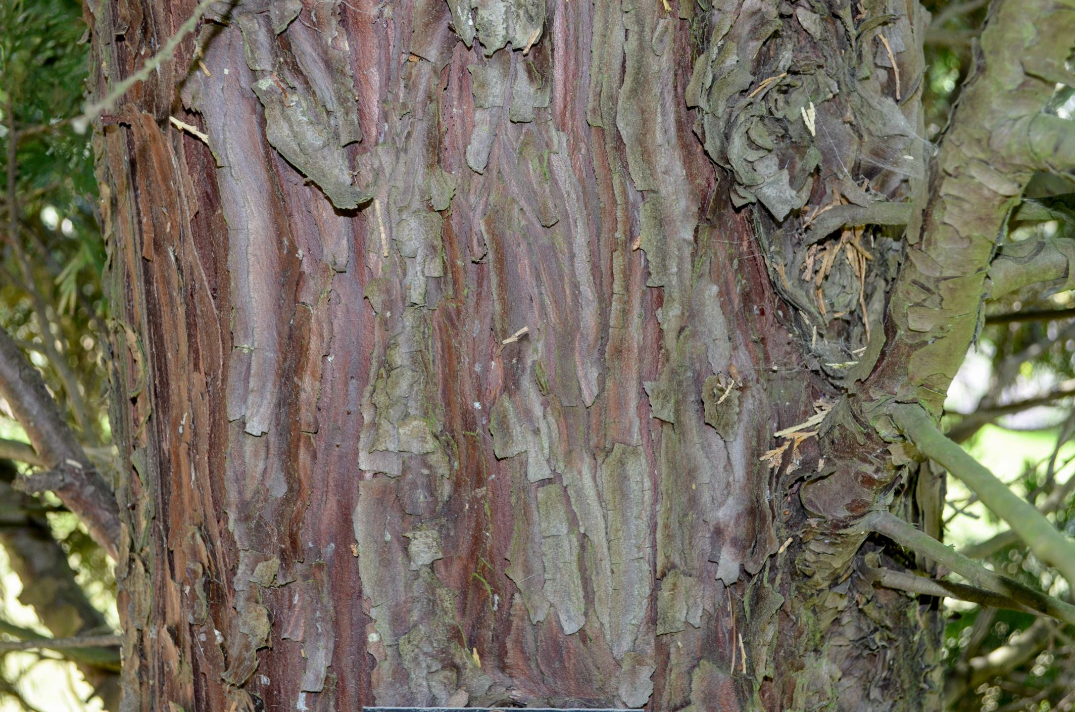 Image of Calocedrus decurrens