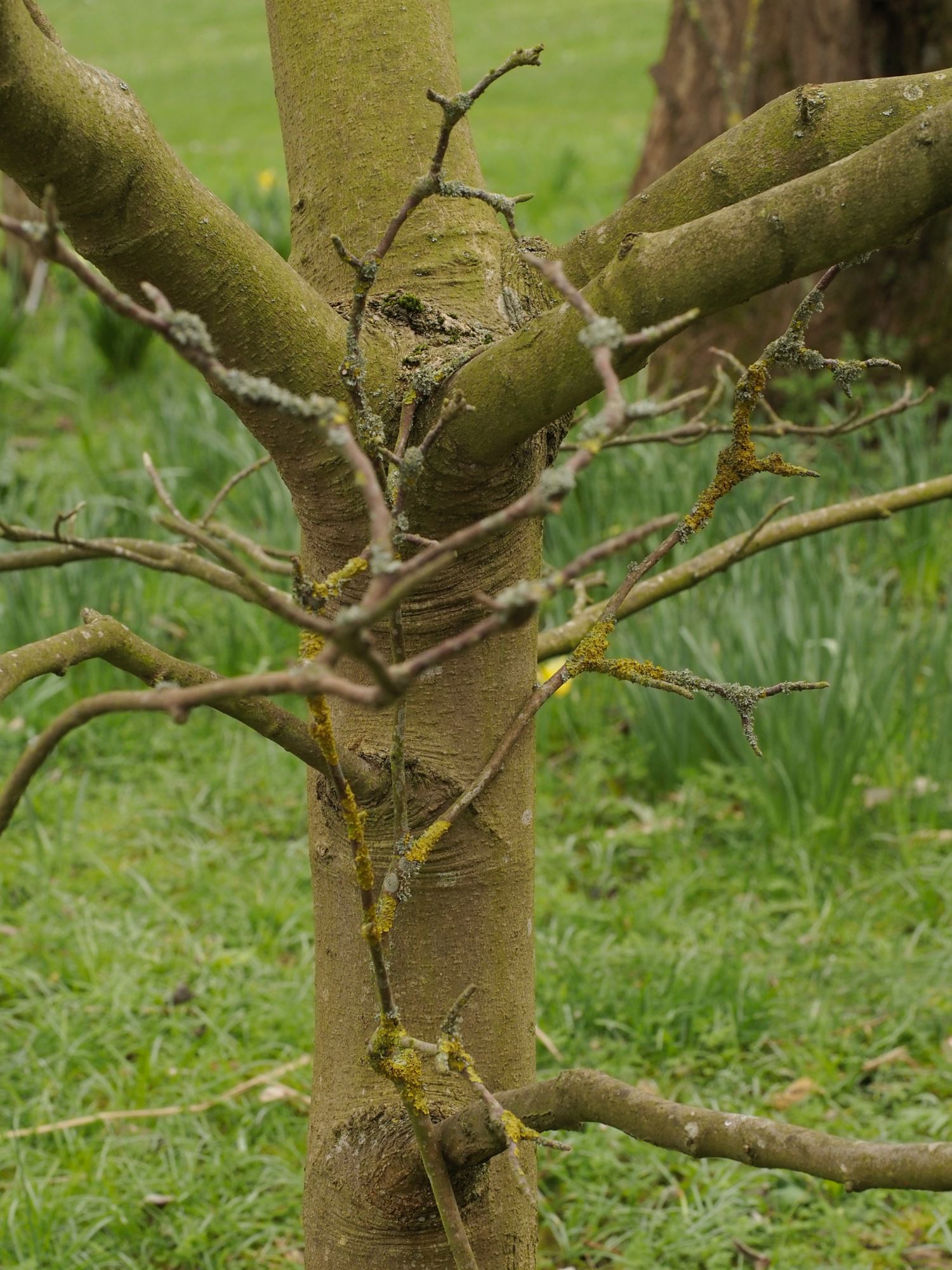 Image of Magnolia denudata
