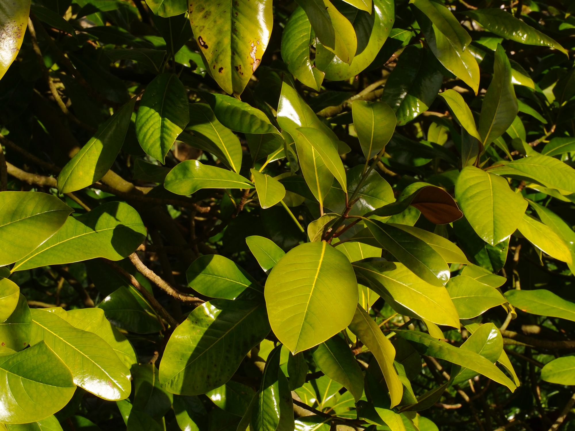 Image of Magnolia sprengeri 'Diva'