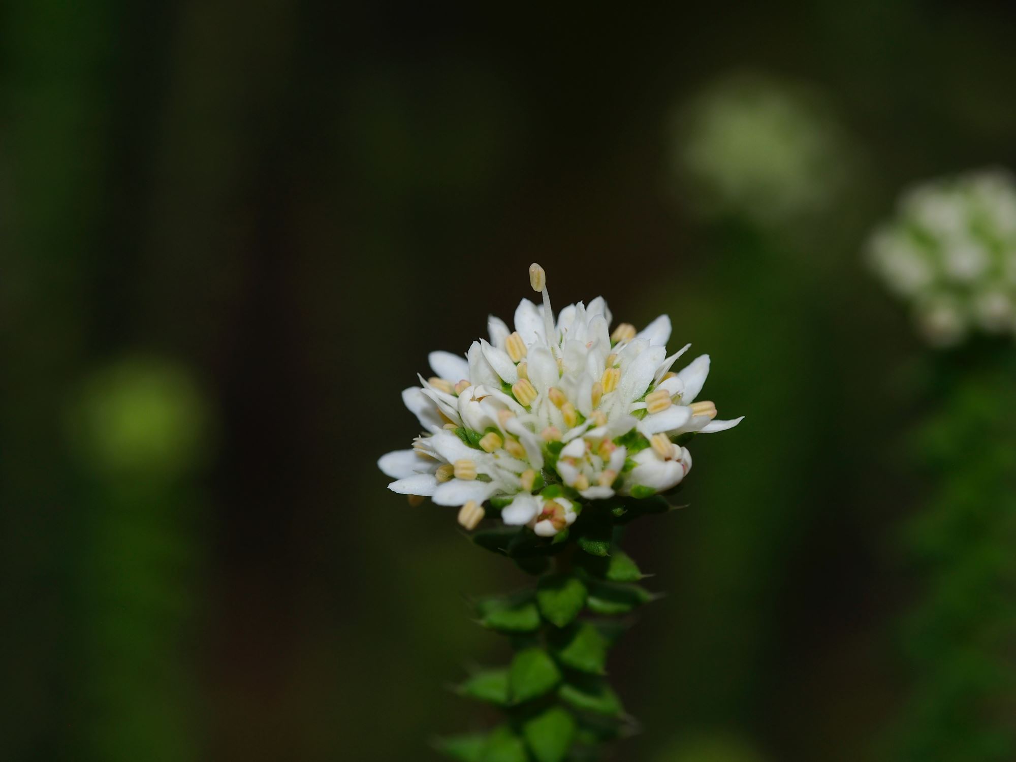 Image of Agathosma leptospermoides