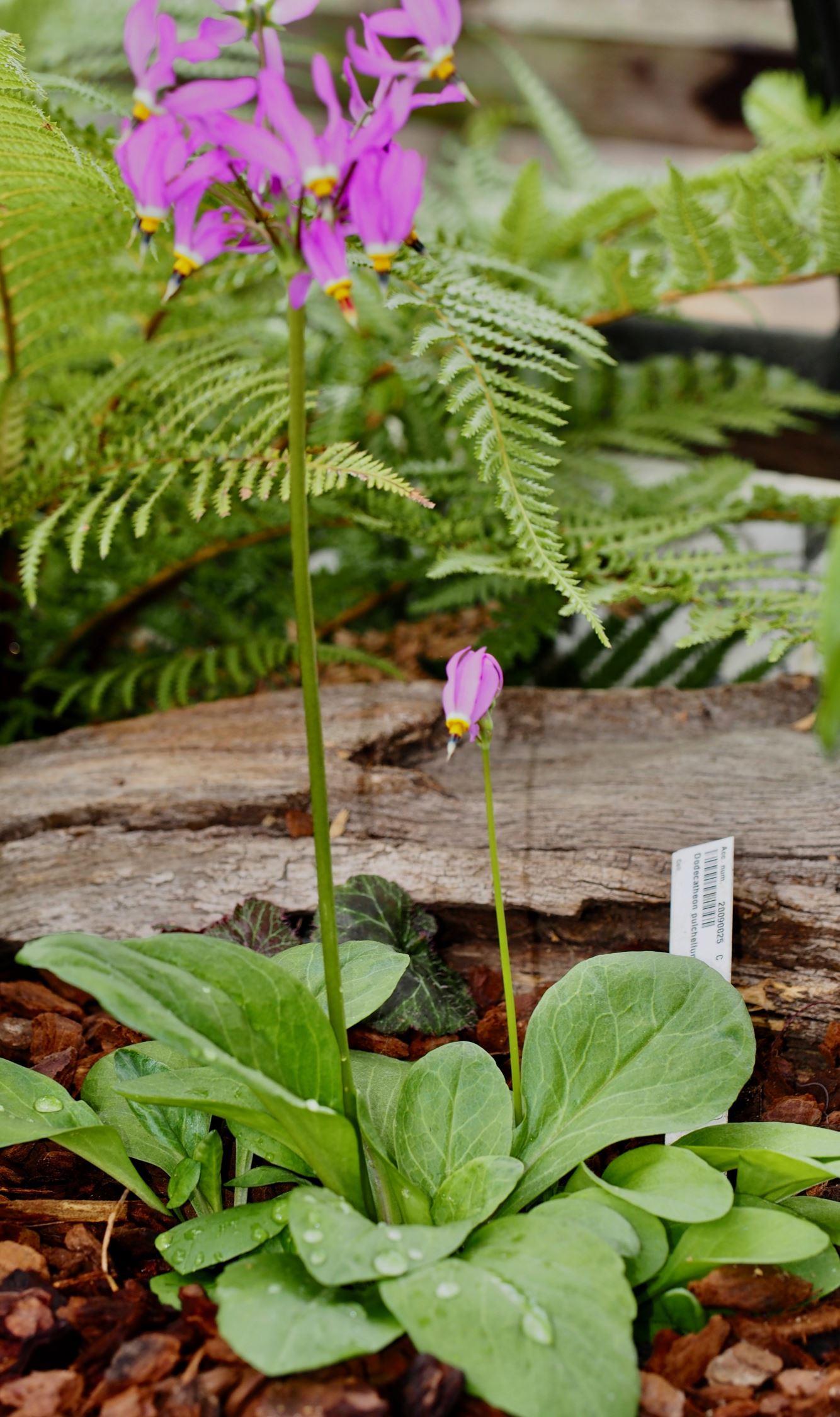 Image of Dodecatheon pulchellum subsp. pulchellum