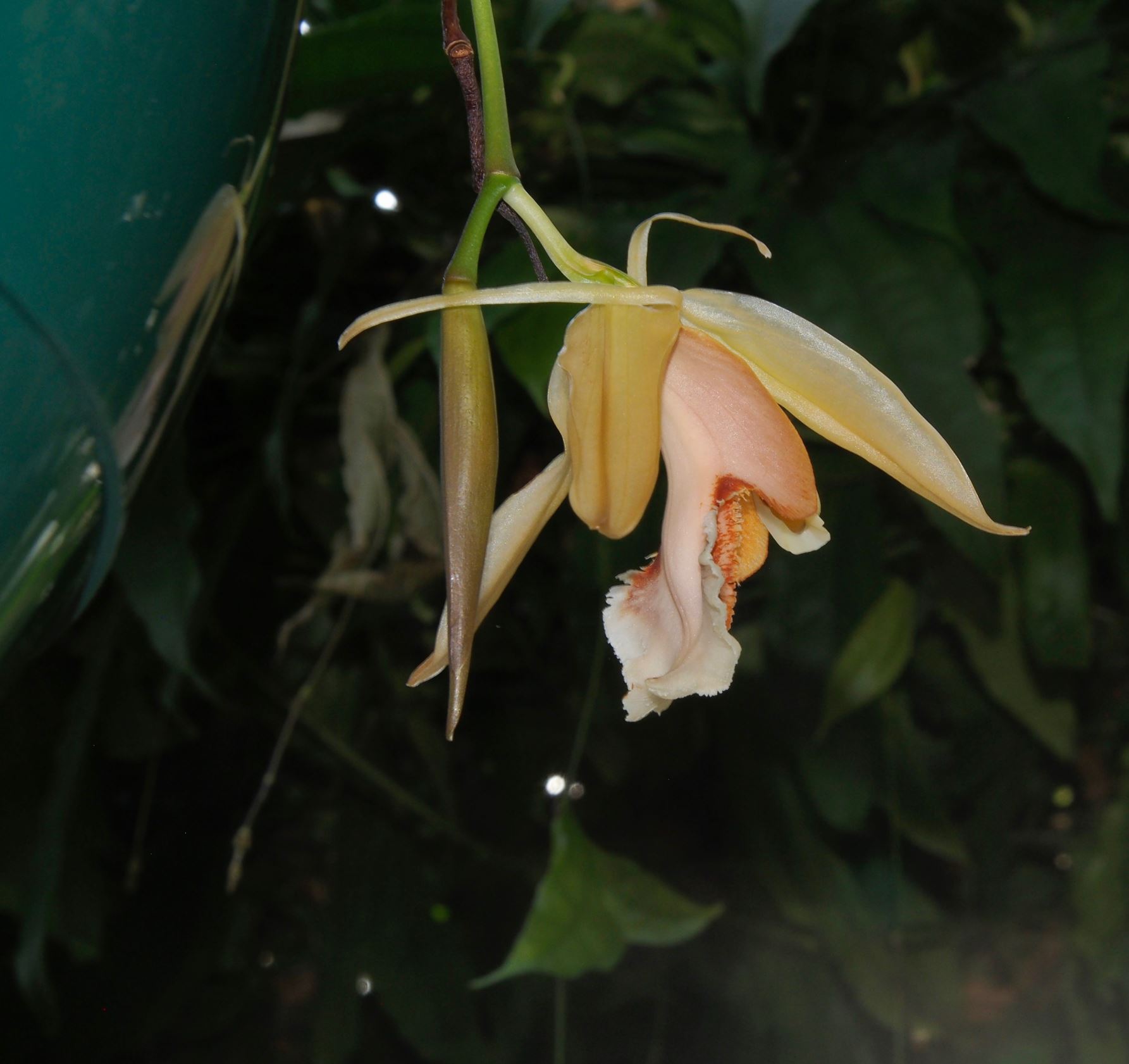 Image of Coelogyne speciosa