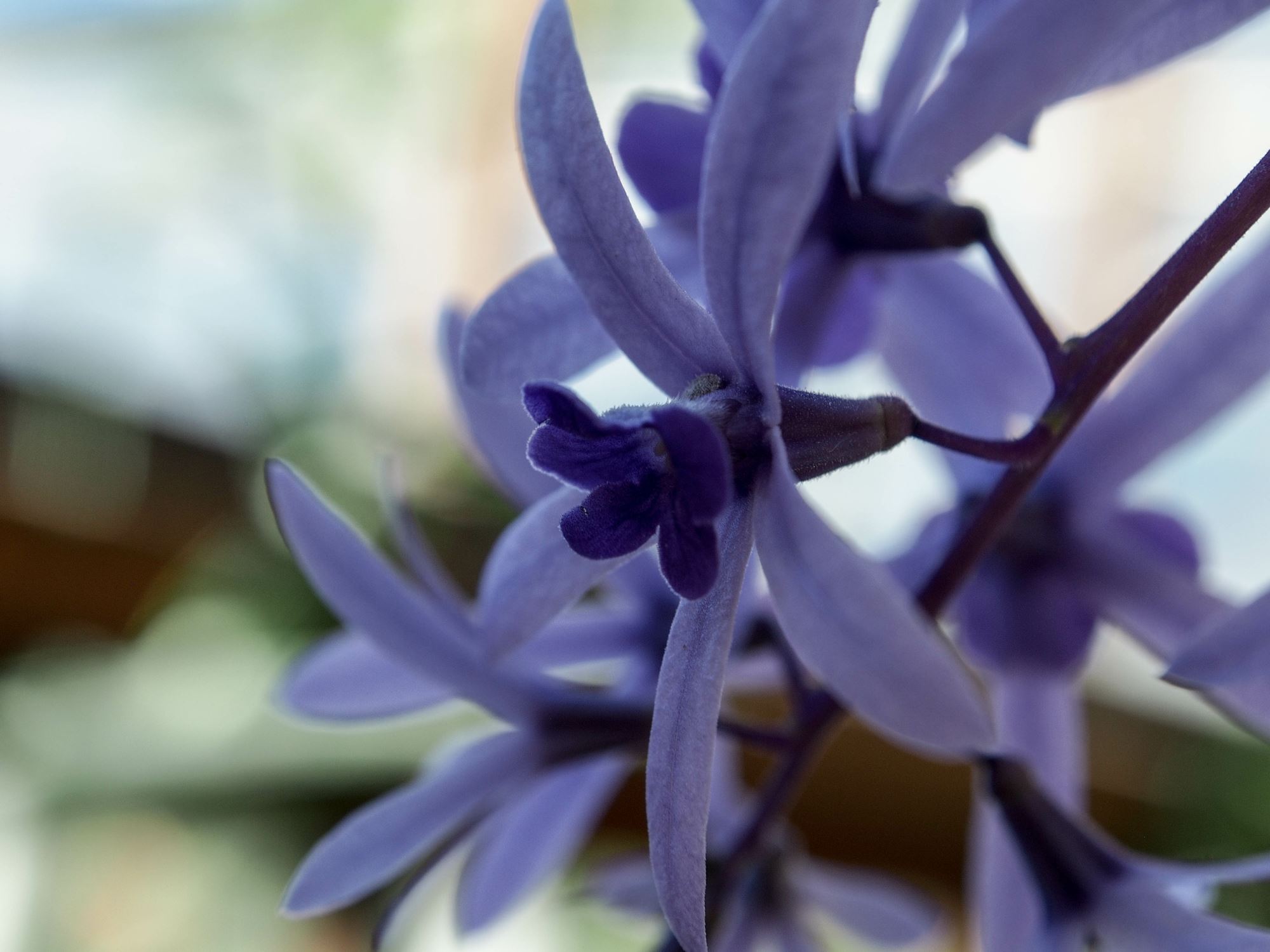 Image of Petrea volubilis