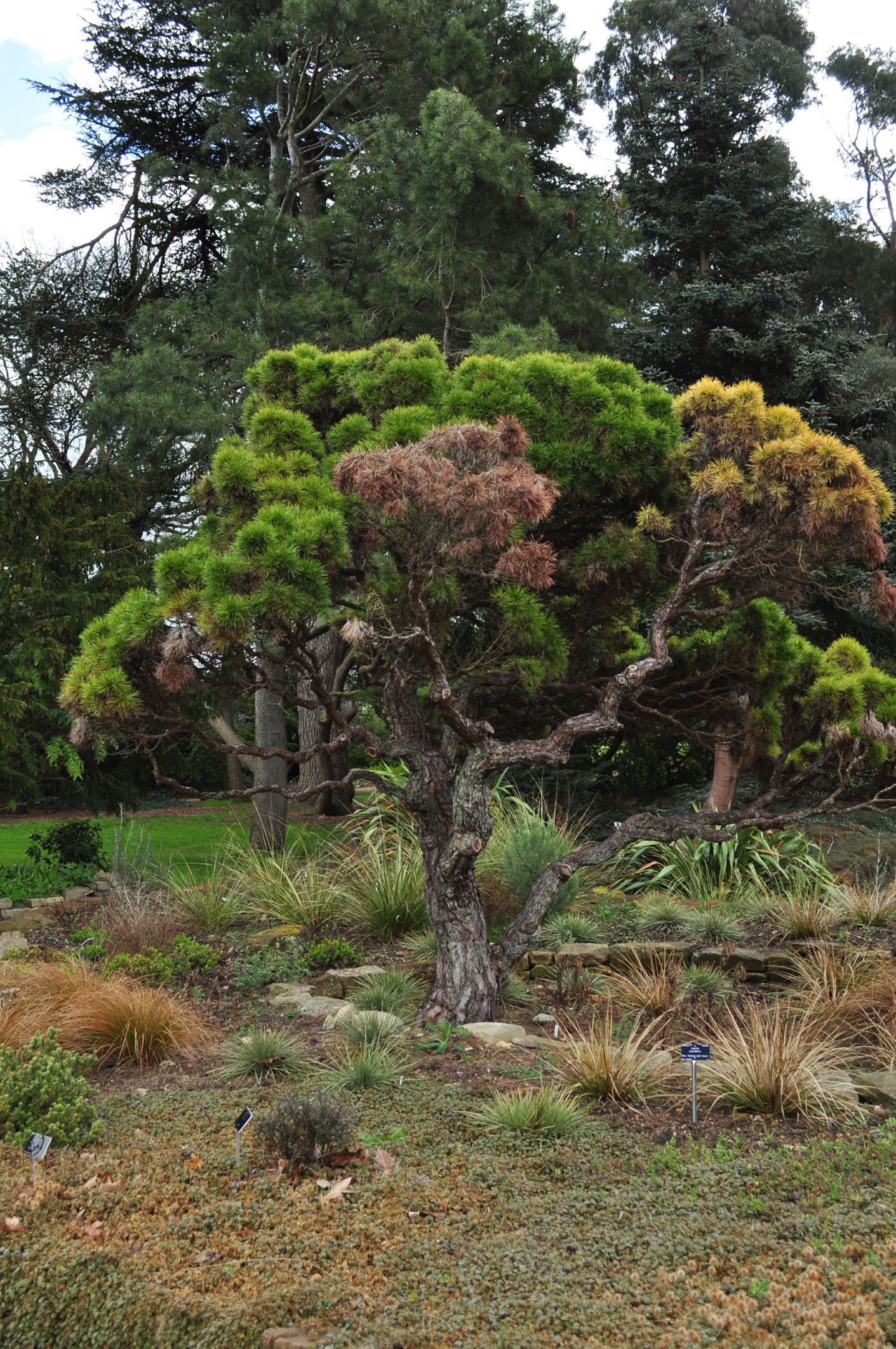 Image of Pinus nigra 'Moseri'