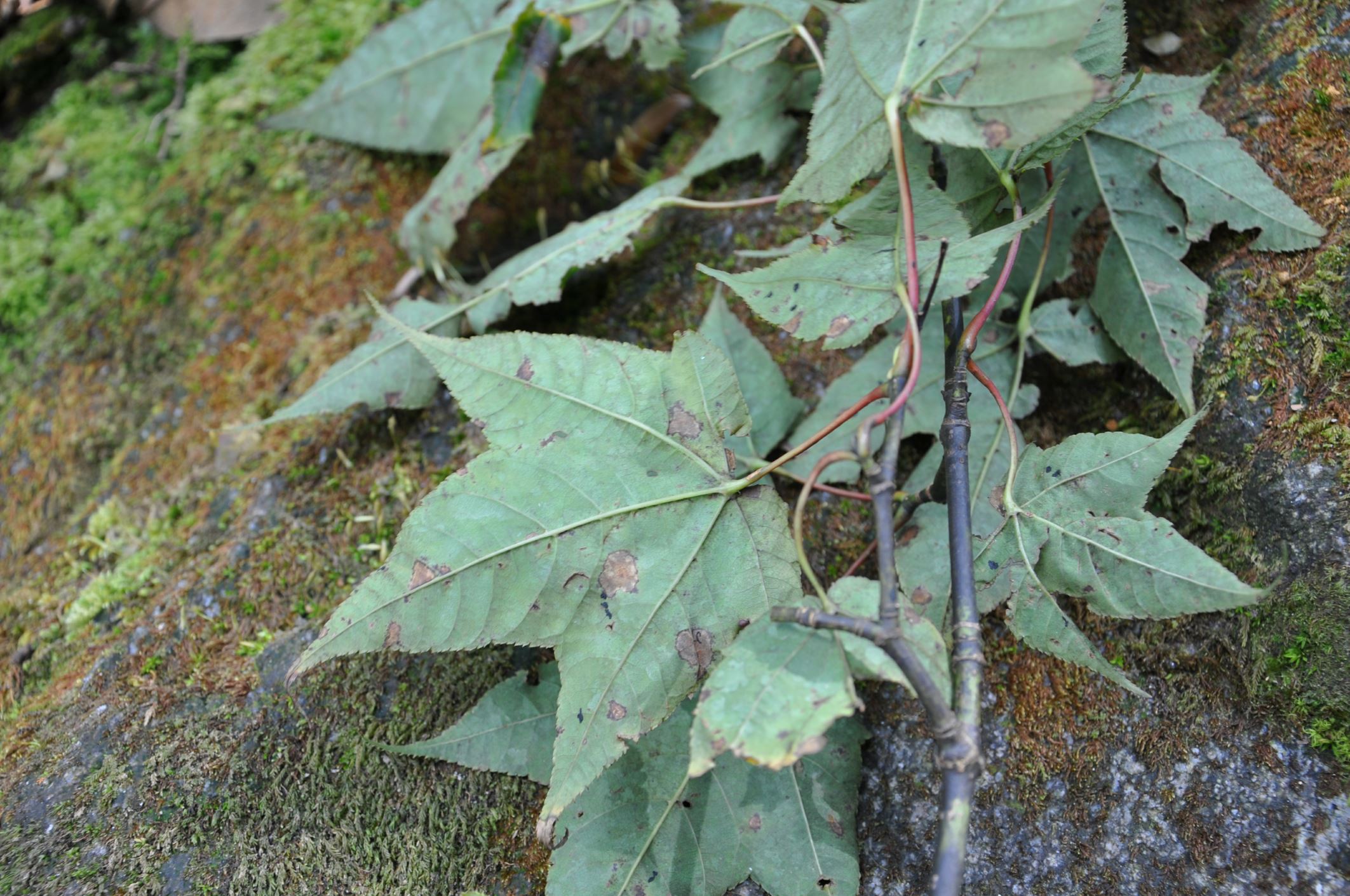 Image of Acer pectinatum