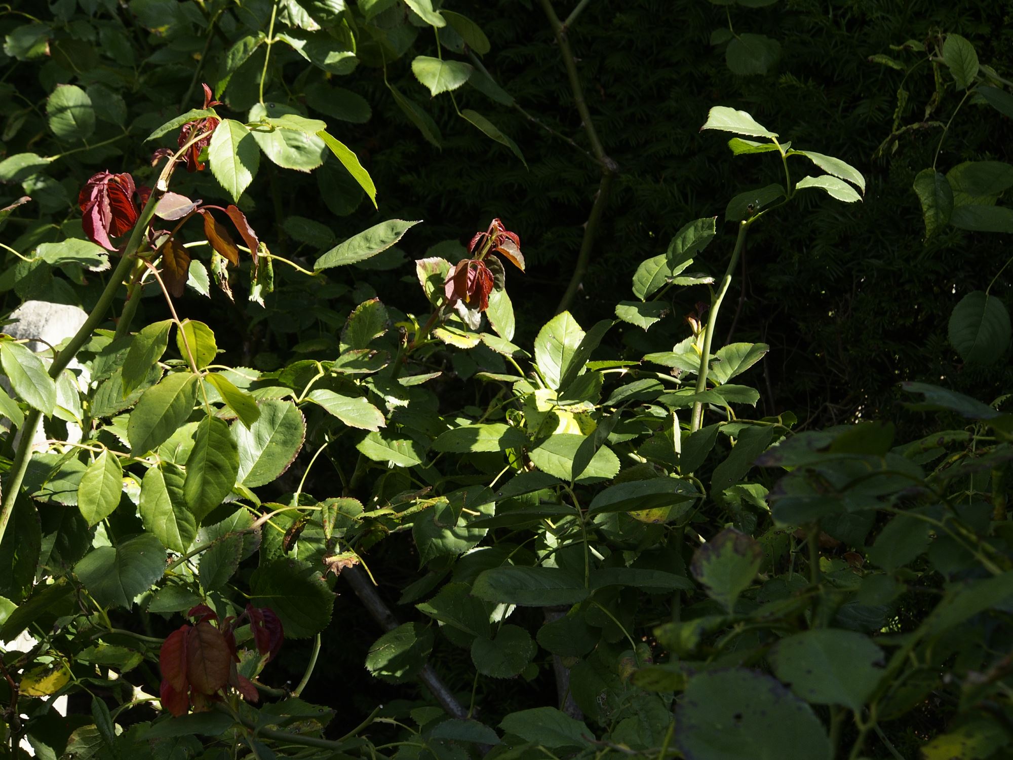 Image of Rosa 'Buff Beauty'