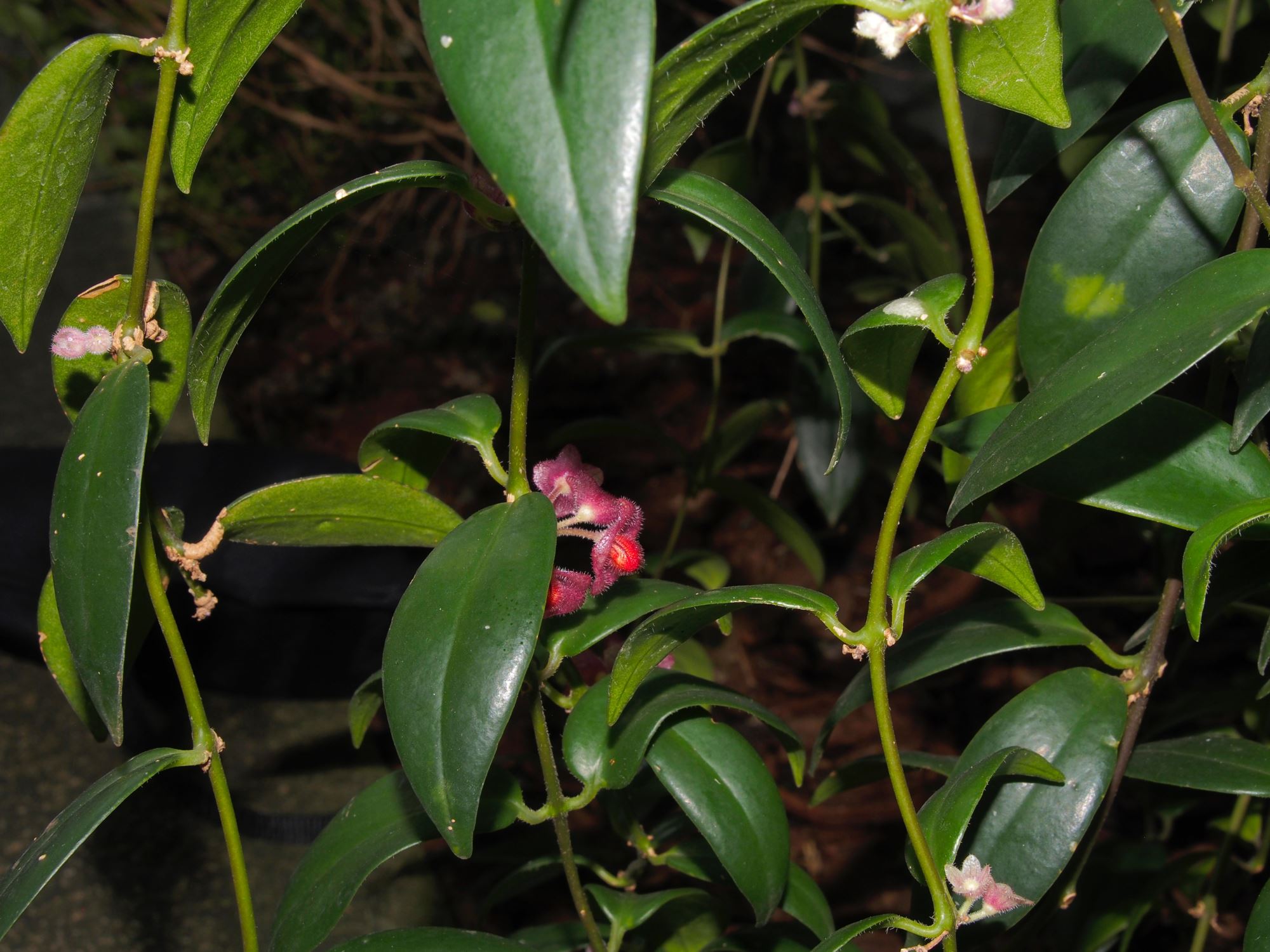 Image of Aeschynanthus tricolor