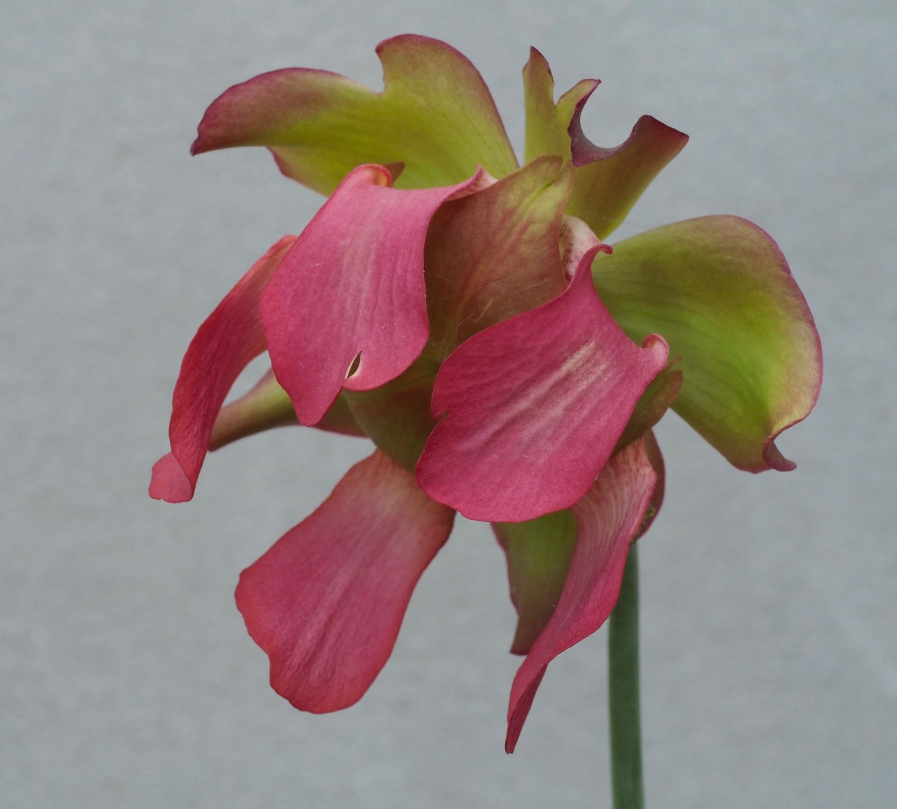 Image of Sarracenia leucophylla