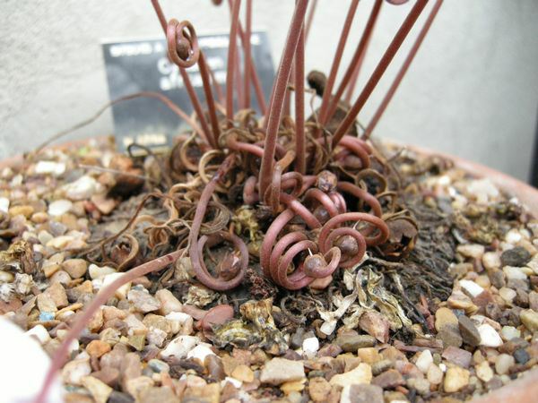 Image of Cyclamen africanum