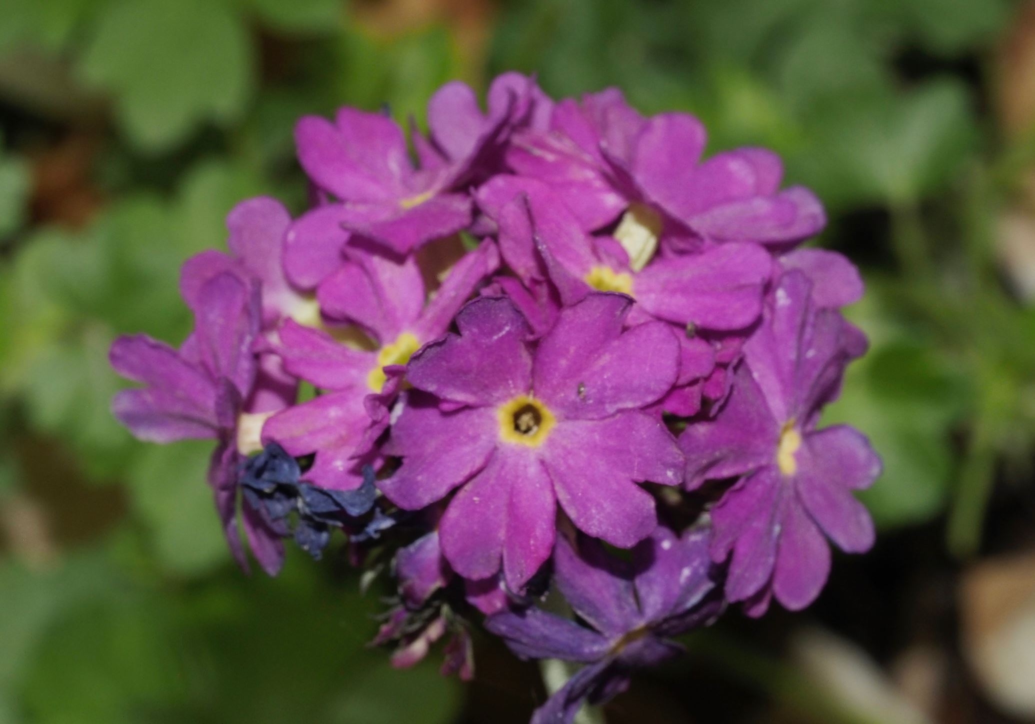 Image of Primula denticulata
