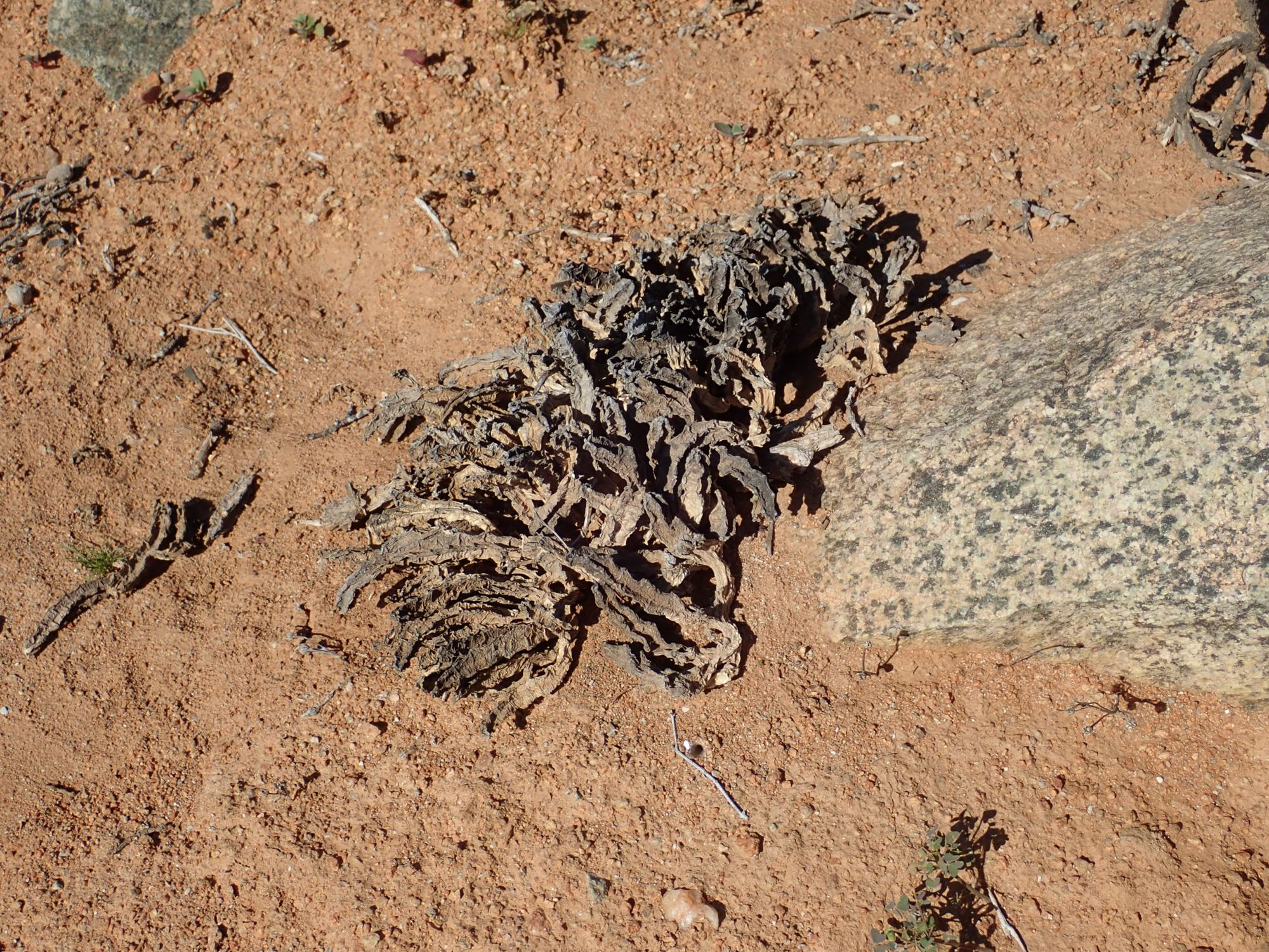 Image of Stapelia hirsuta var. gariepensis
