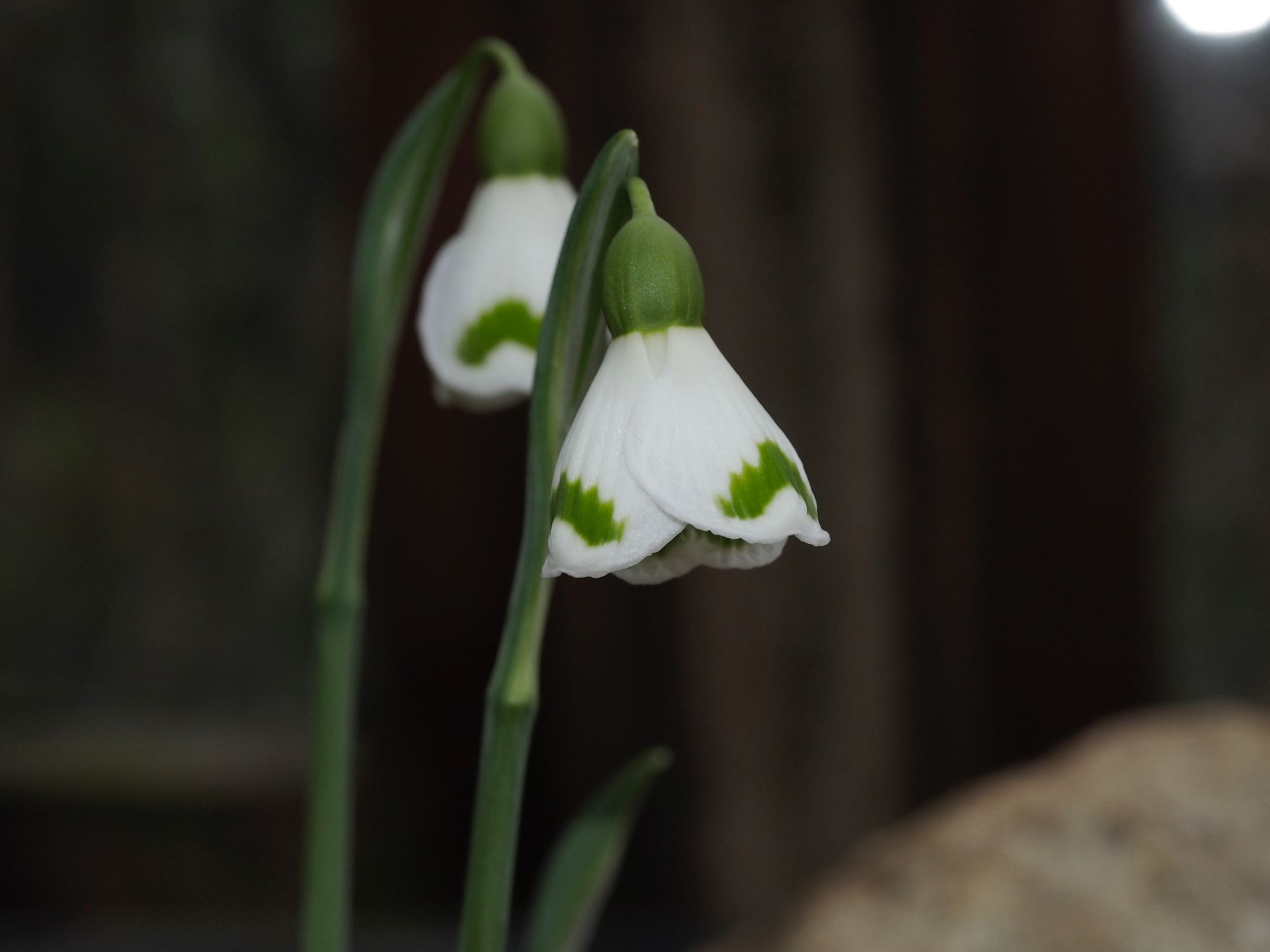 Image of Galanthus 'Trym'