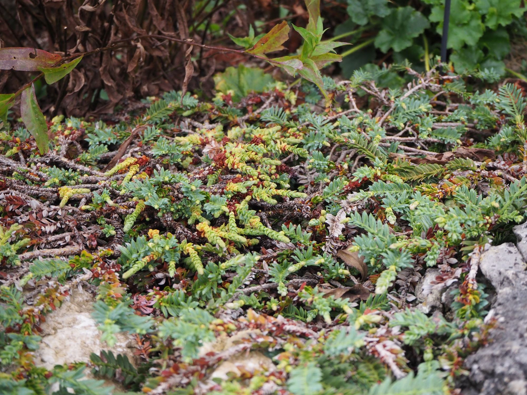 Image of Sequoia sempervirens 'Prostrata'