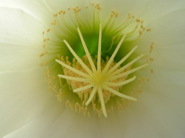 Image of Echinopsis atacamensis subsp. pasacana