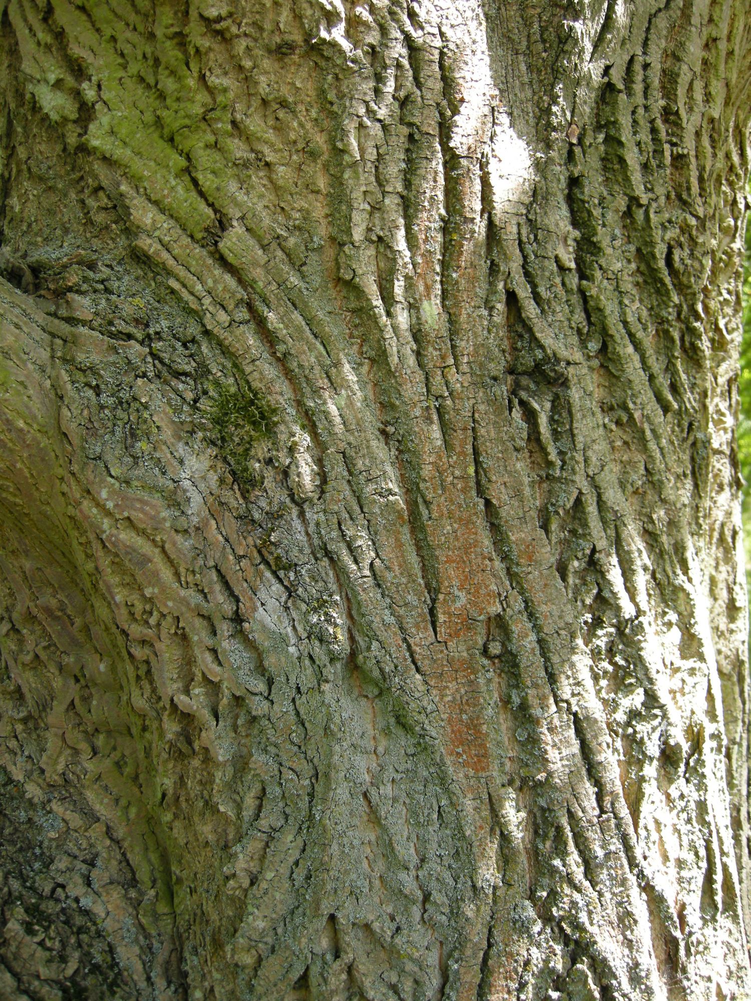 Image of Pterocarya stenoptera