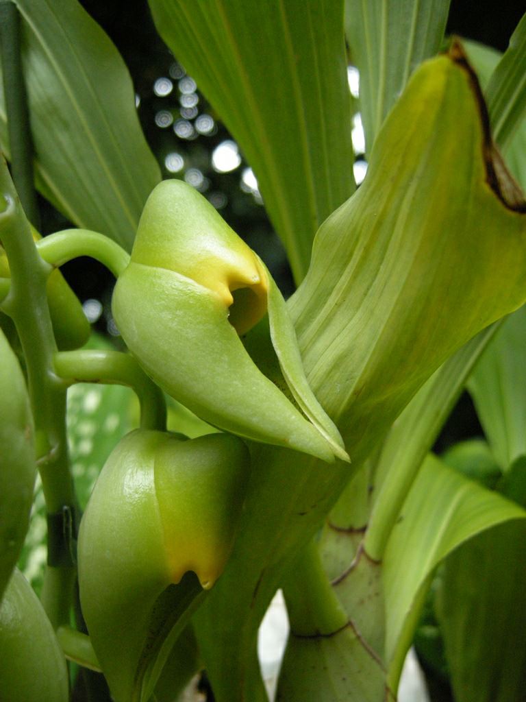 Image of Catasetum hybrid
