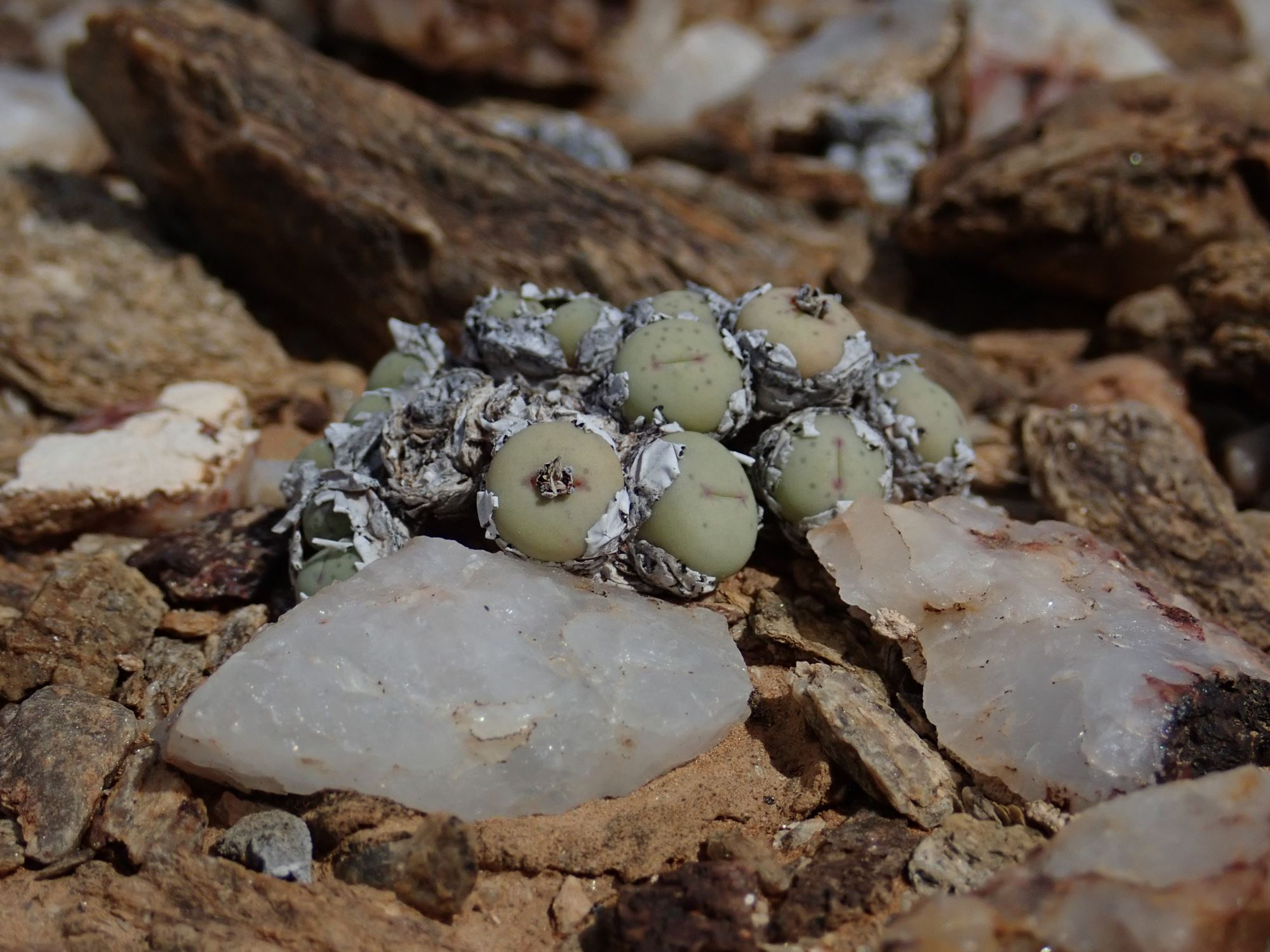 Image of Conophytum stevens-jonesianum