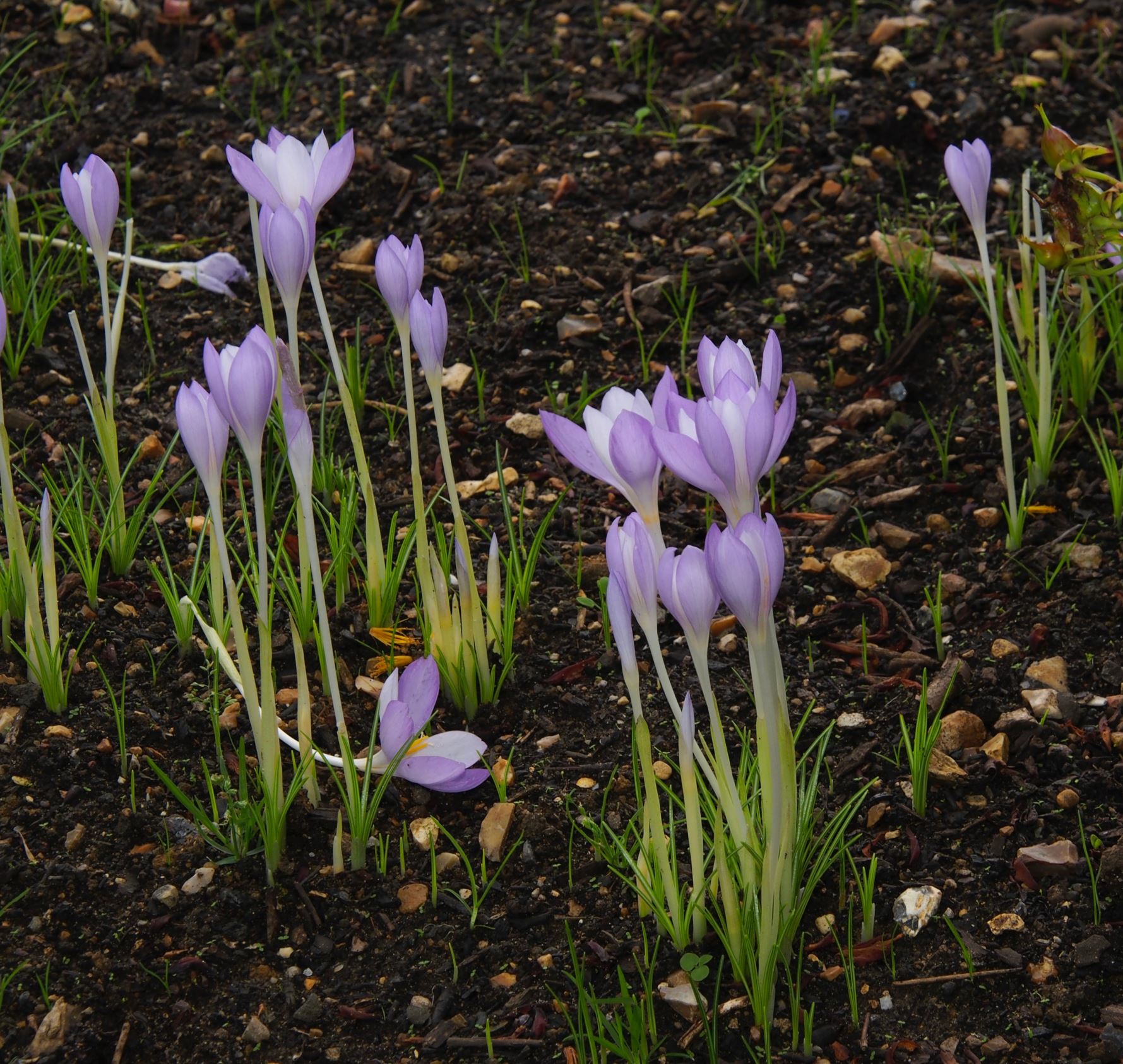 Image of Crocus goulimyi