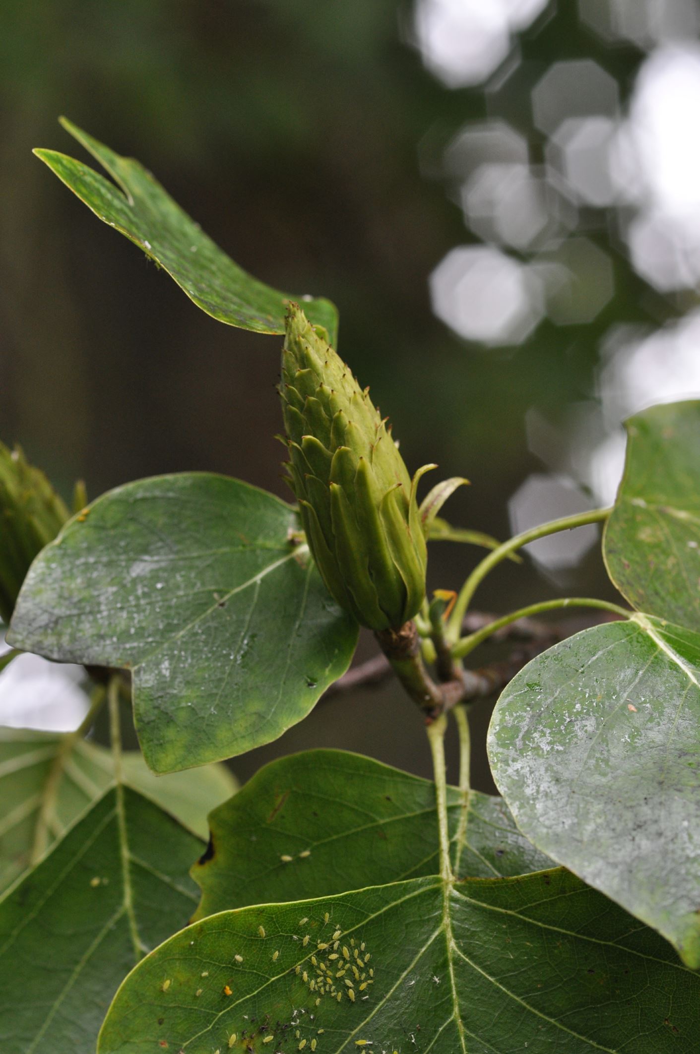 Image of Liriodendron tulipifera