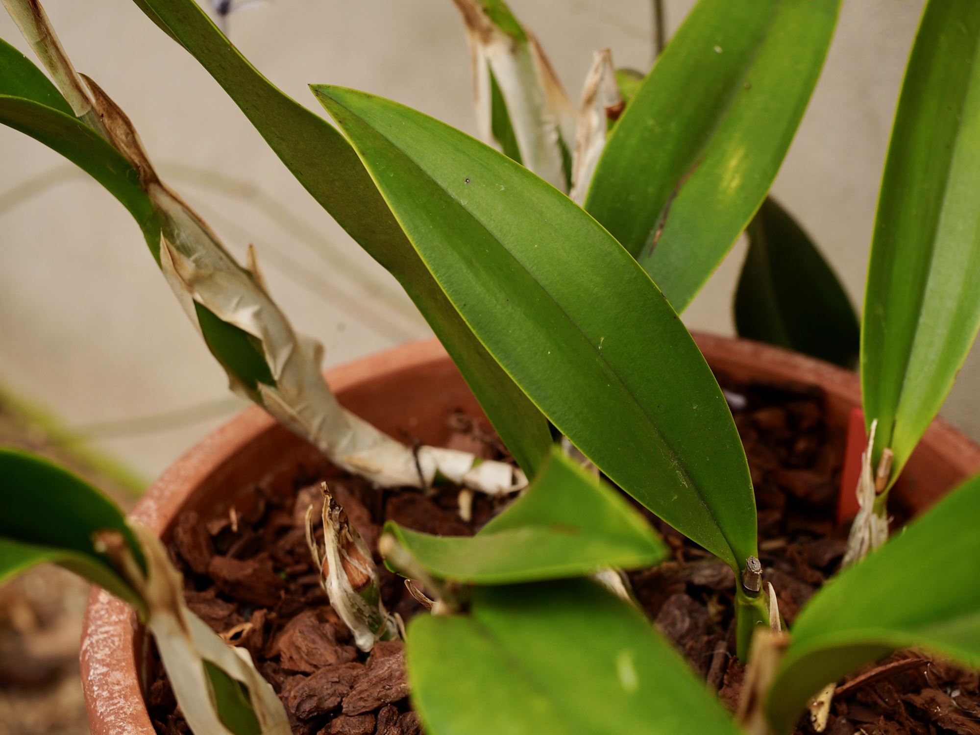 Image of Laelia anceps 'Veitchii'