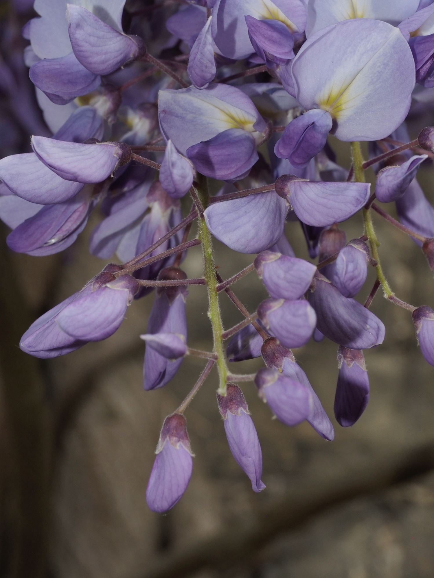Image of Wisteria sinensis