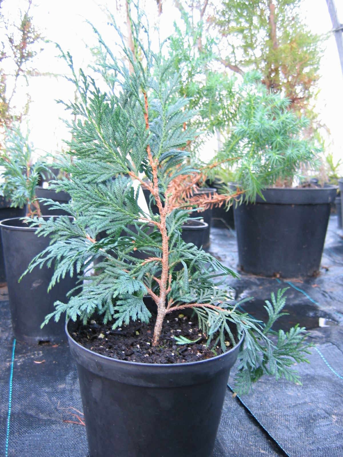 Image of Xanthocyparis vietnamensis