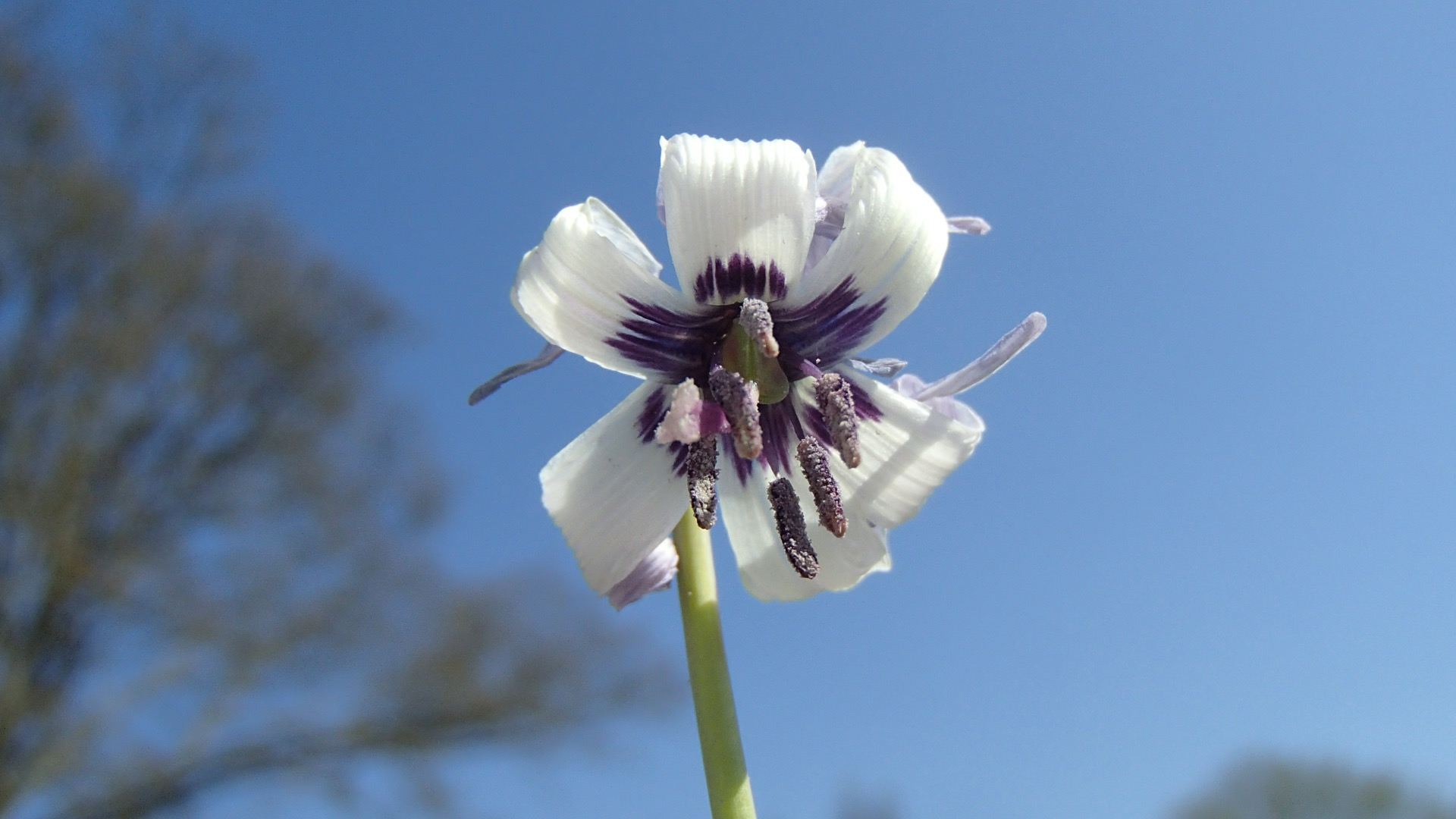 Image of Erythronium hendersonii