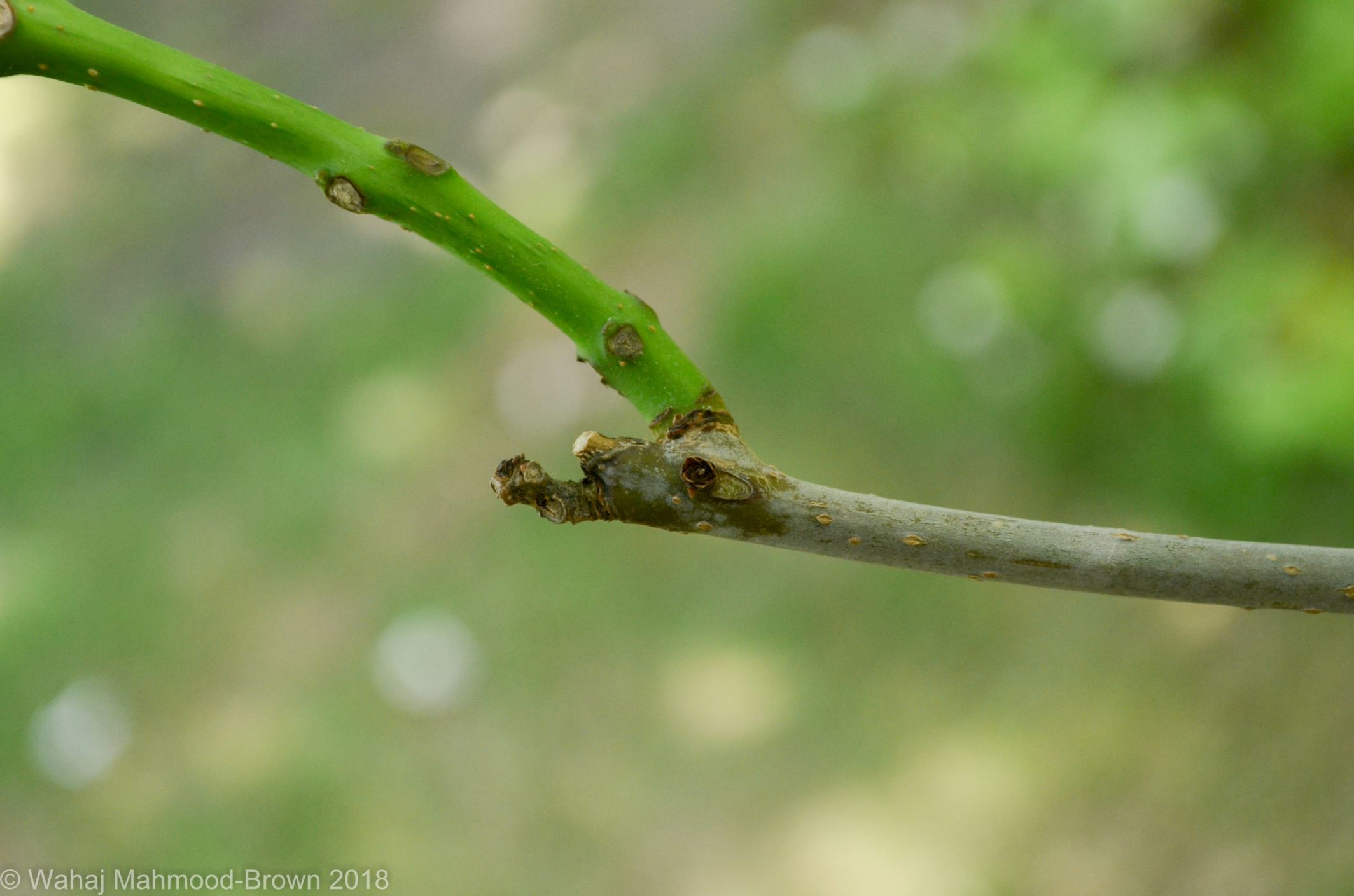 Image of Catalpa speciosa