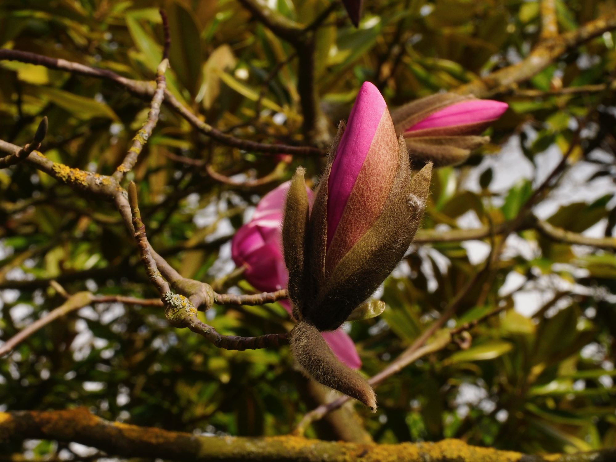 Image of Magnolia sprengeri 'Diva'