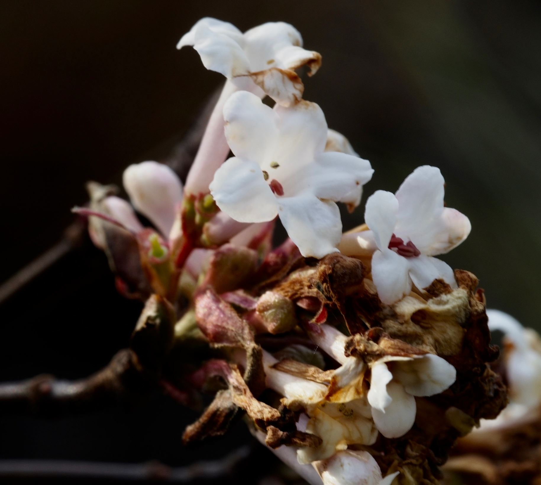 Image of Viburnum farreri 'Nanum'