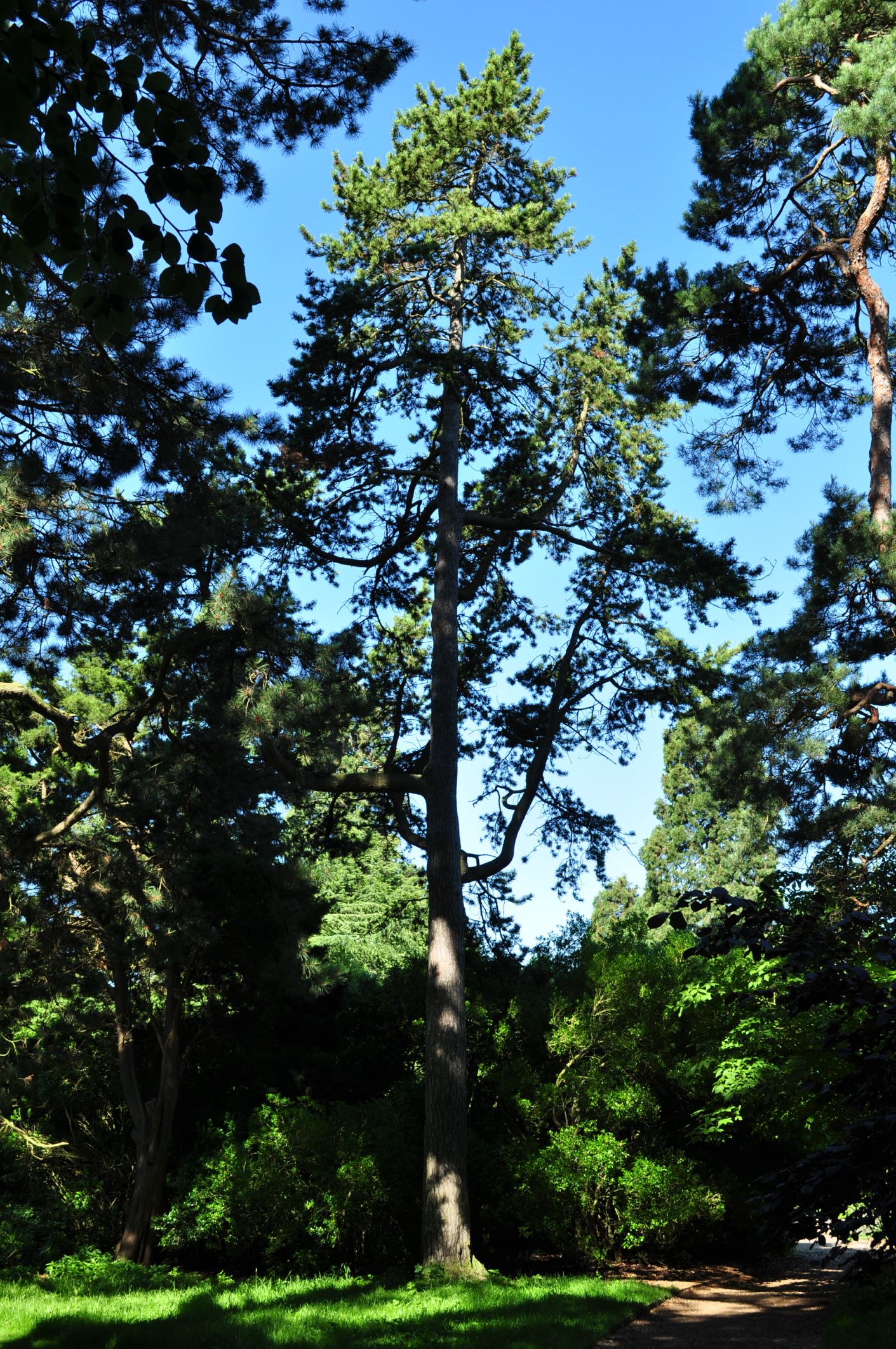 Image of Pinus uncinata