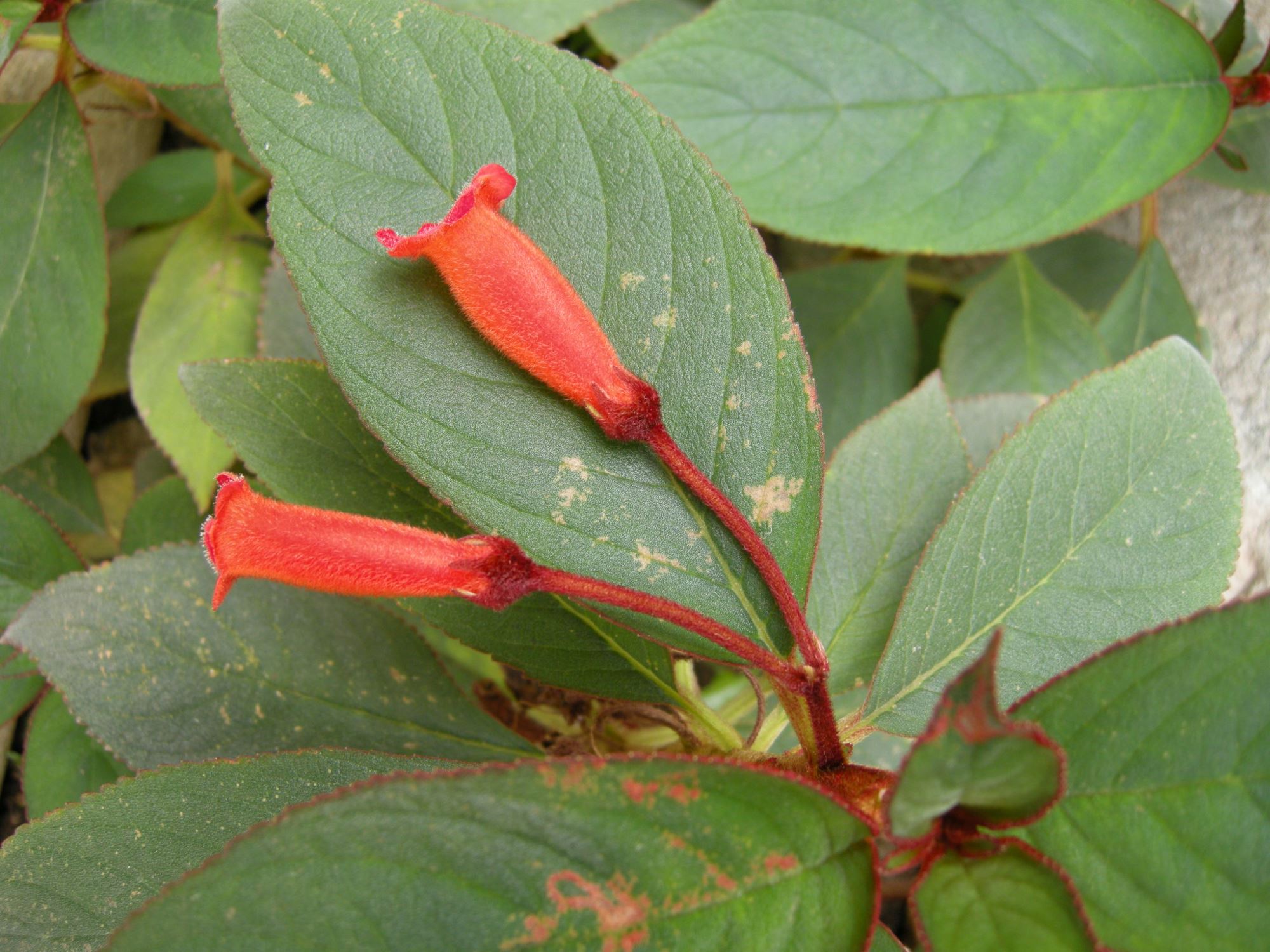 Image of Kohleria eriantha