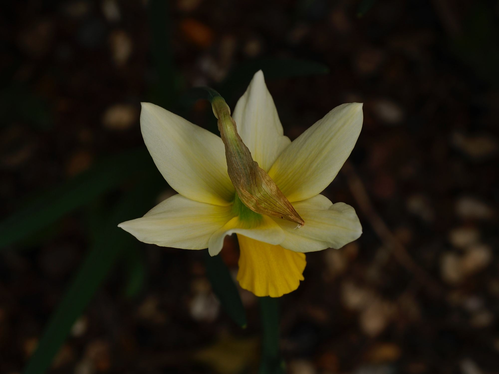 Image of Narcissus 'Jack Snipe'
