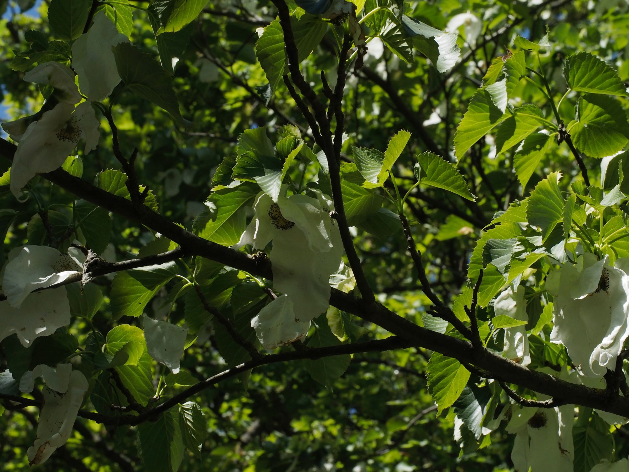 Image of Davidia involucrata