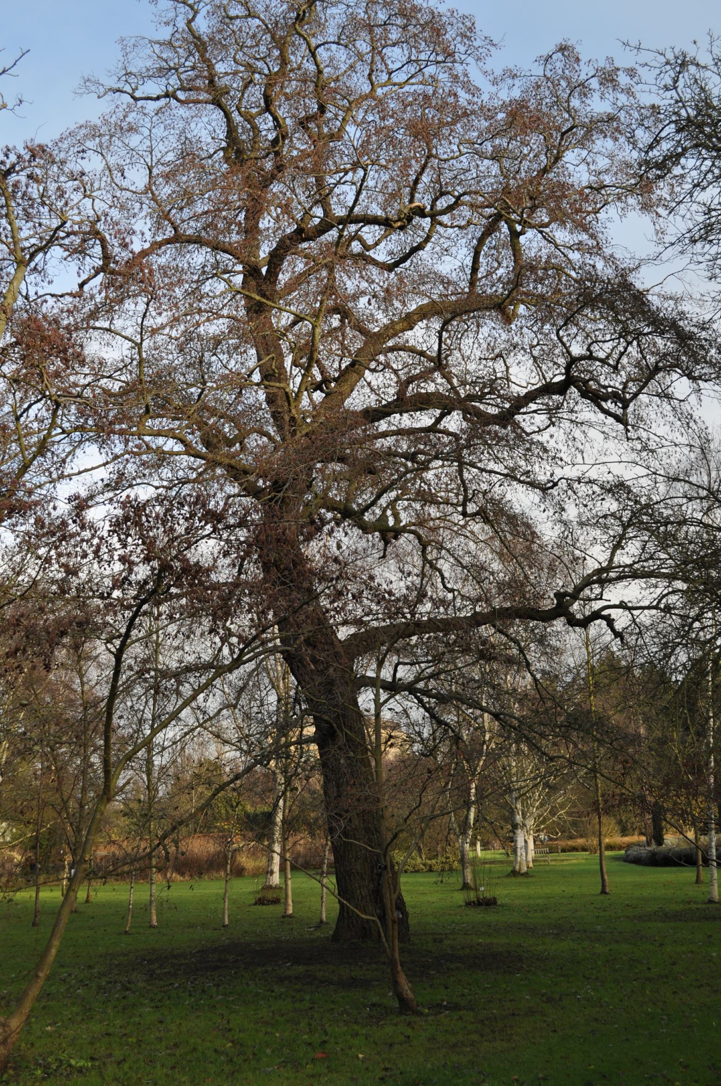 Image of Alnus subcordata