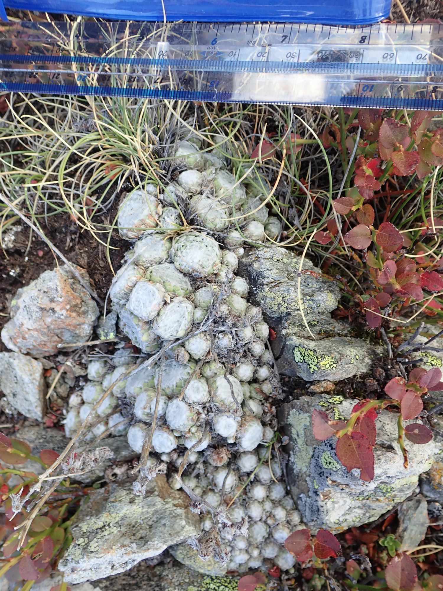 Image of Sempervivum arachnoideum