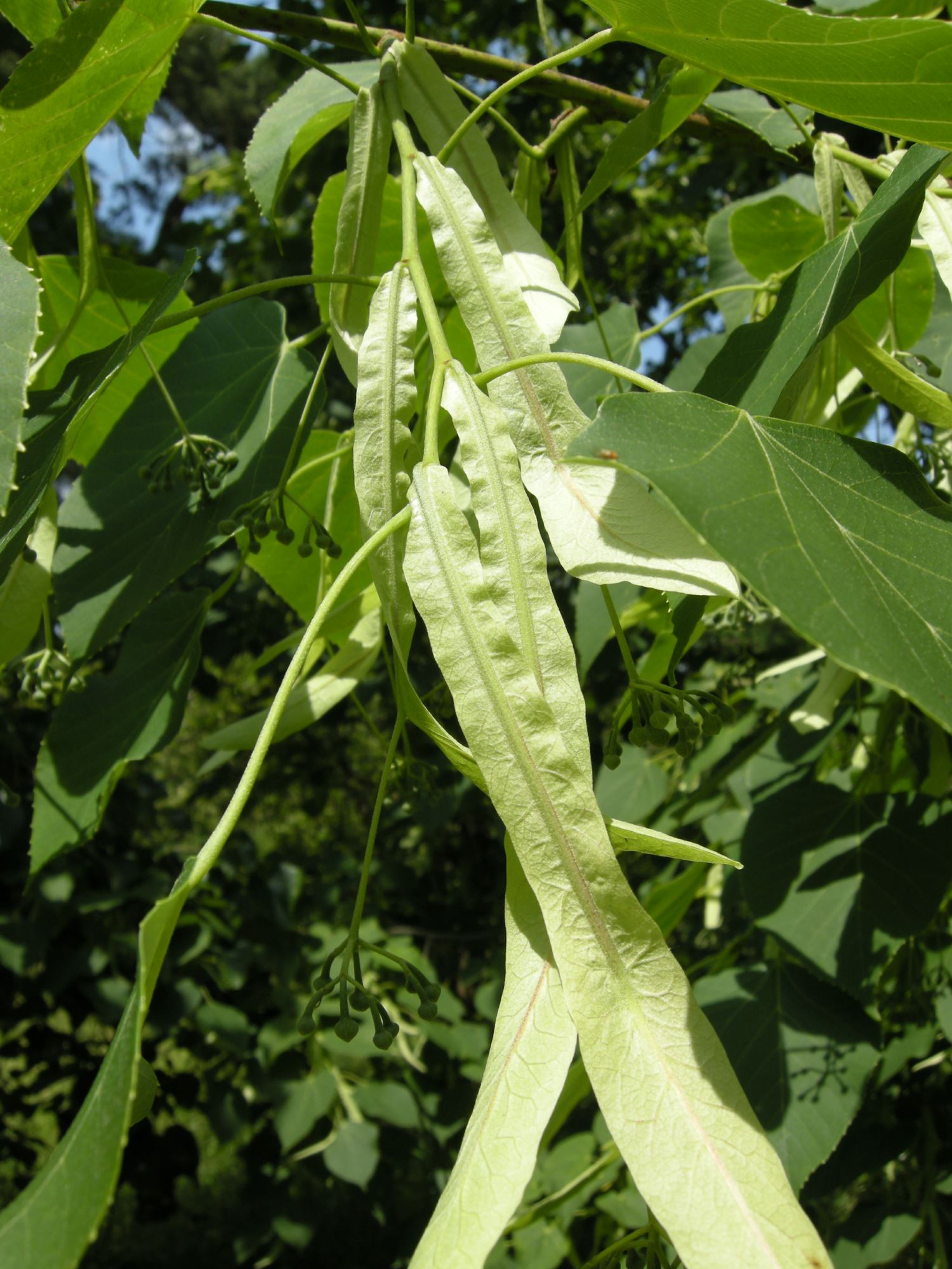 Image of Tilia tuan