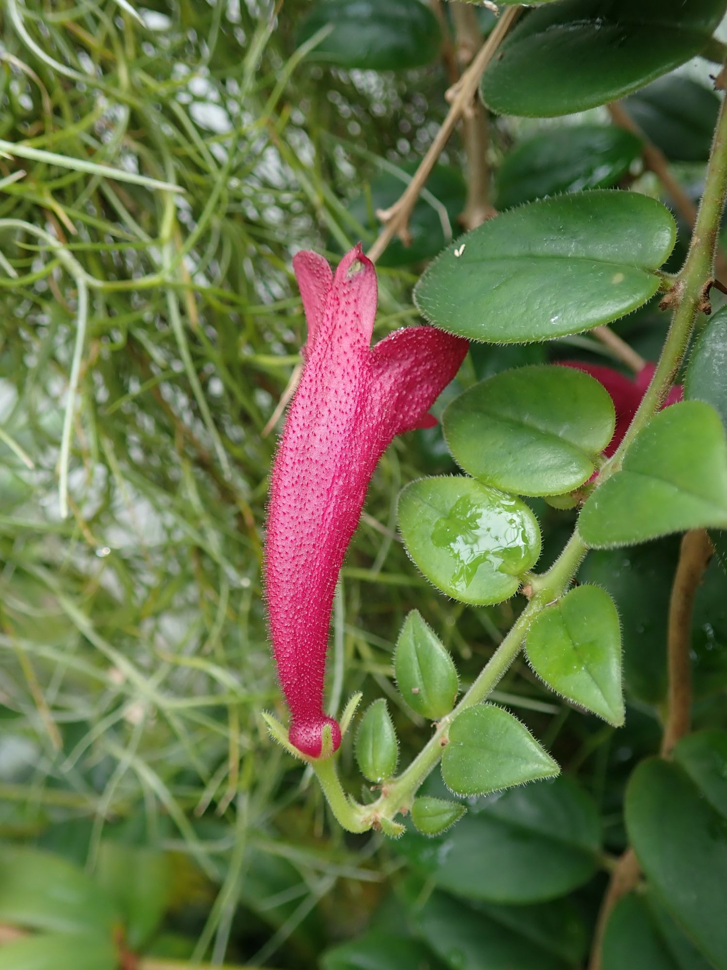 Image of Aeschynanthus ellipticus