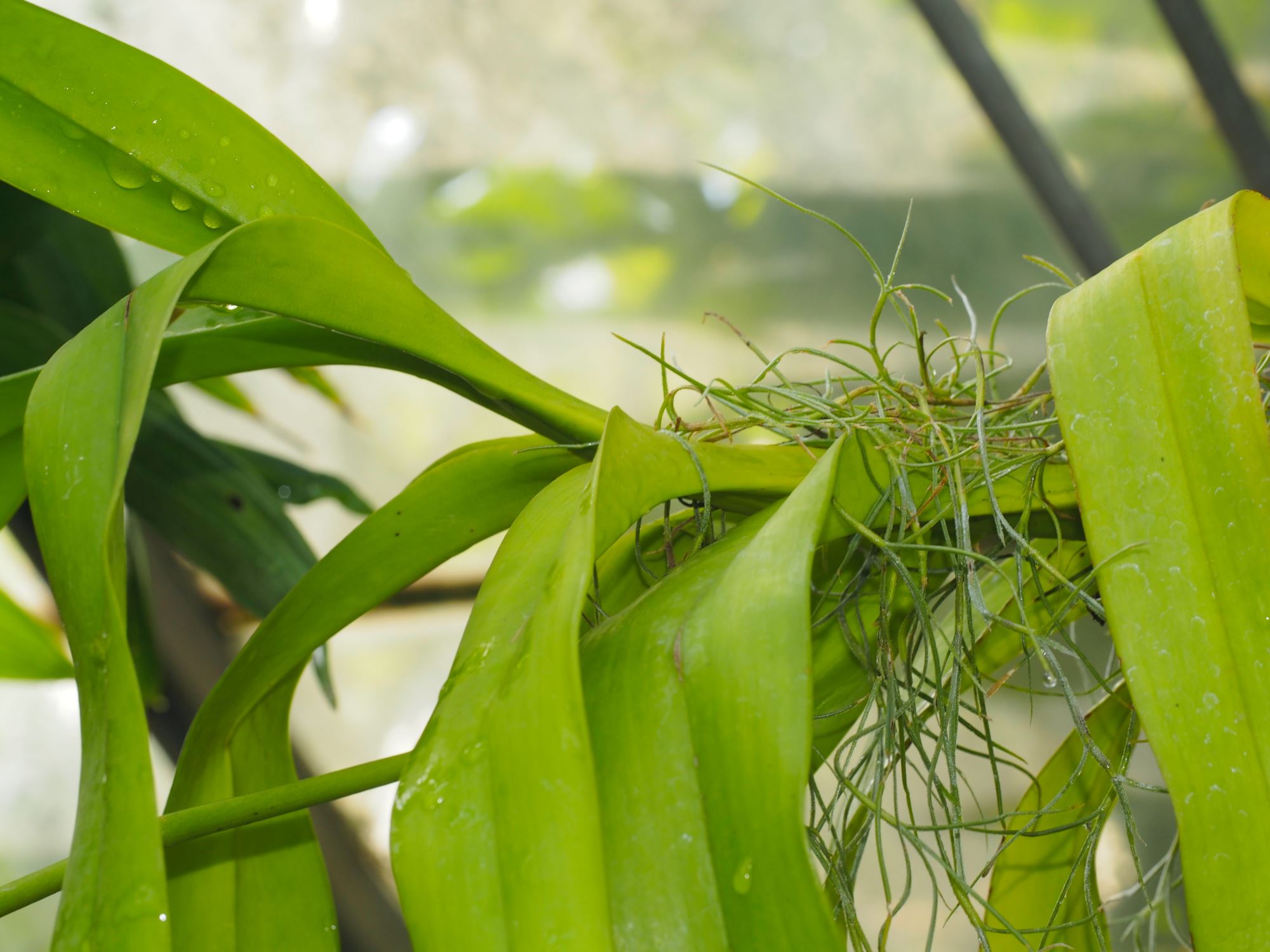 Image of Aerides lawrenceae