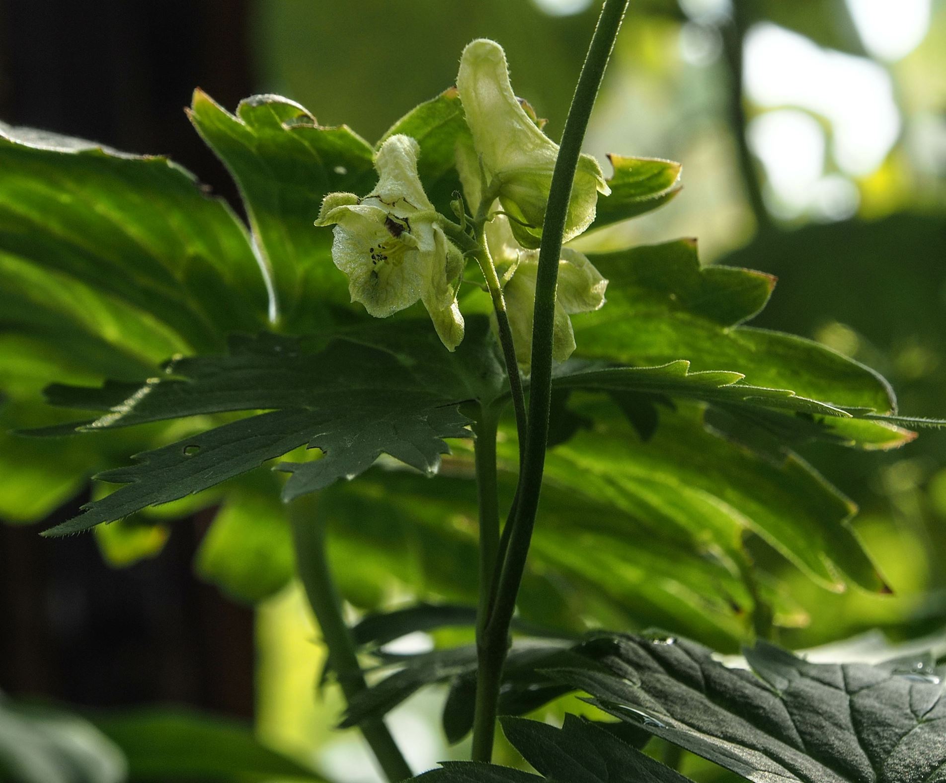 Image of Aconitum anthora subsp. anthora
