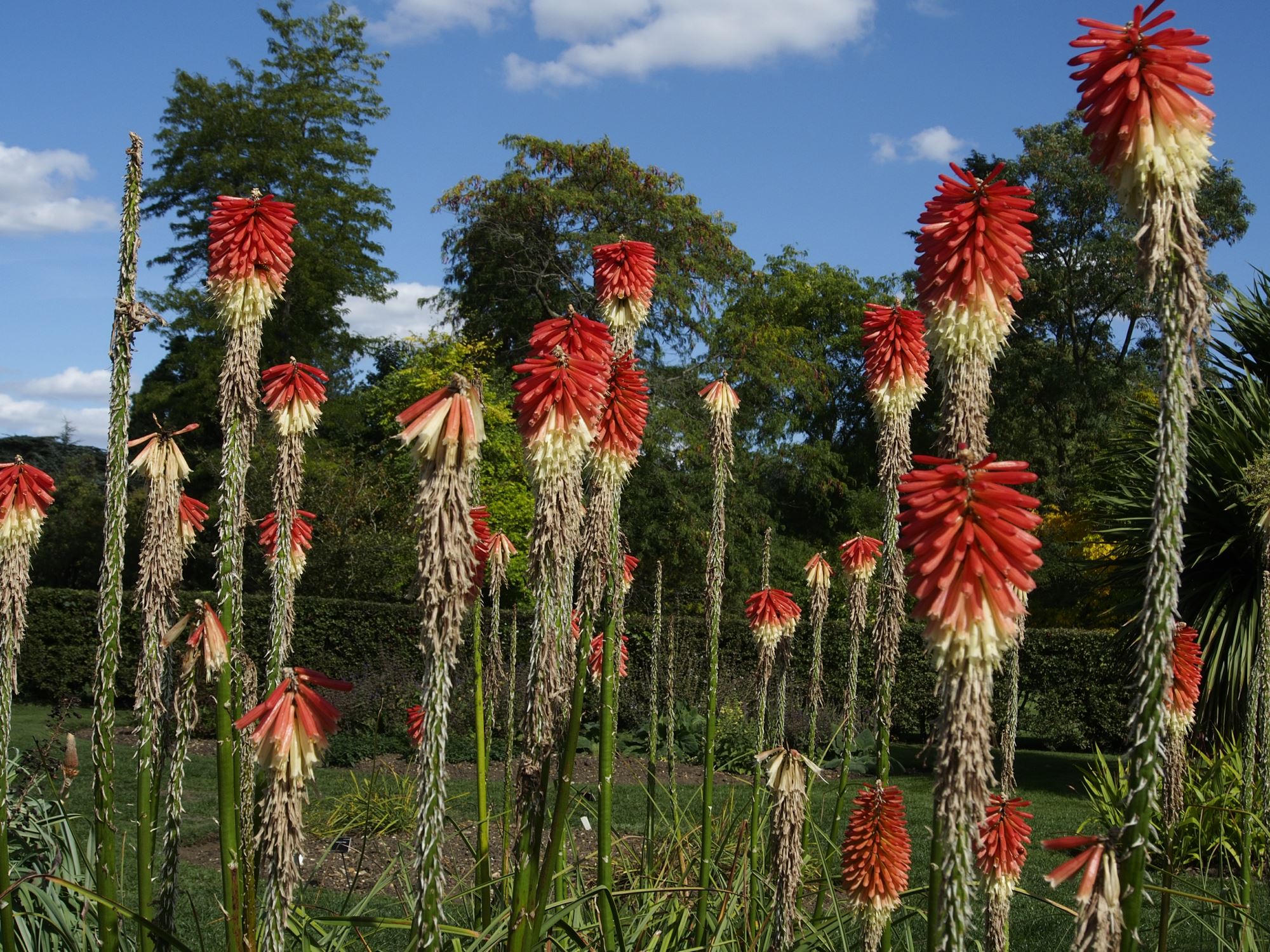 Image of Kniphofia ensifolia subsp. ensifolia