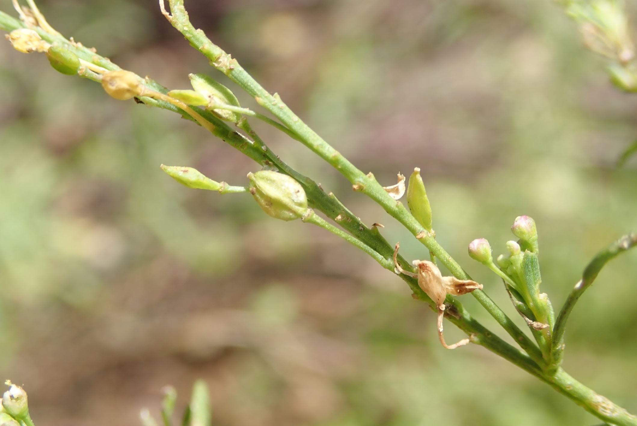 Image of Lepidium graminifolium