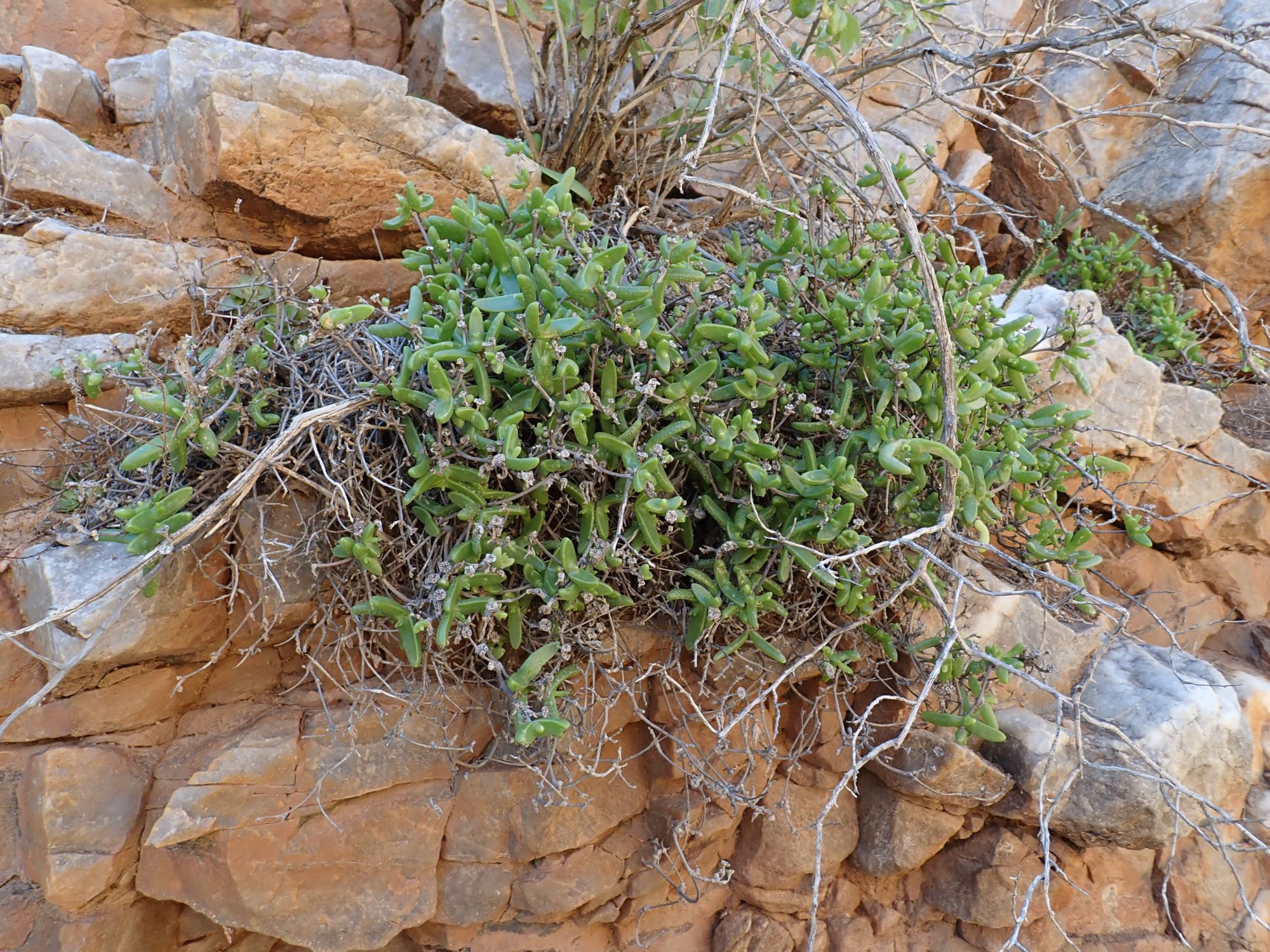 Image of Mitrophyllum dissitum