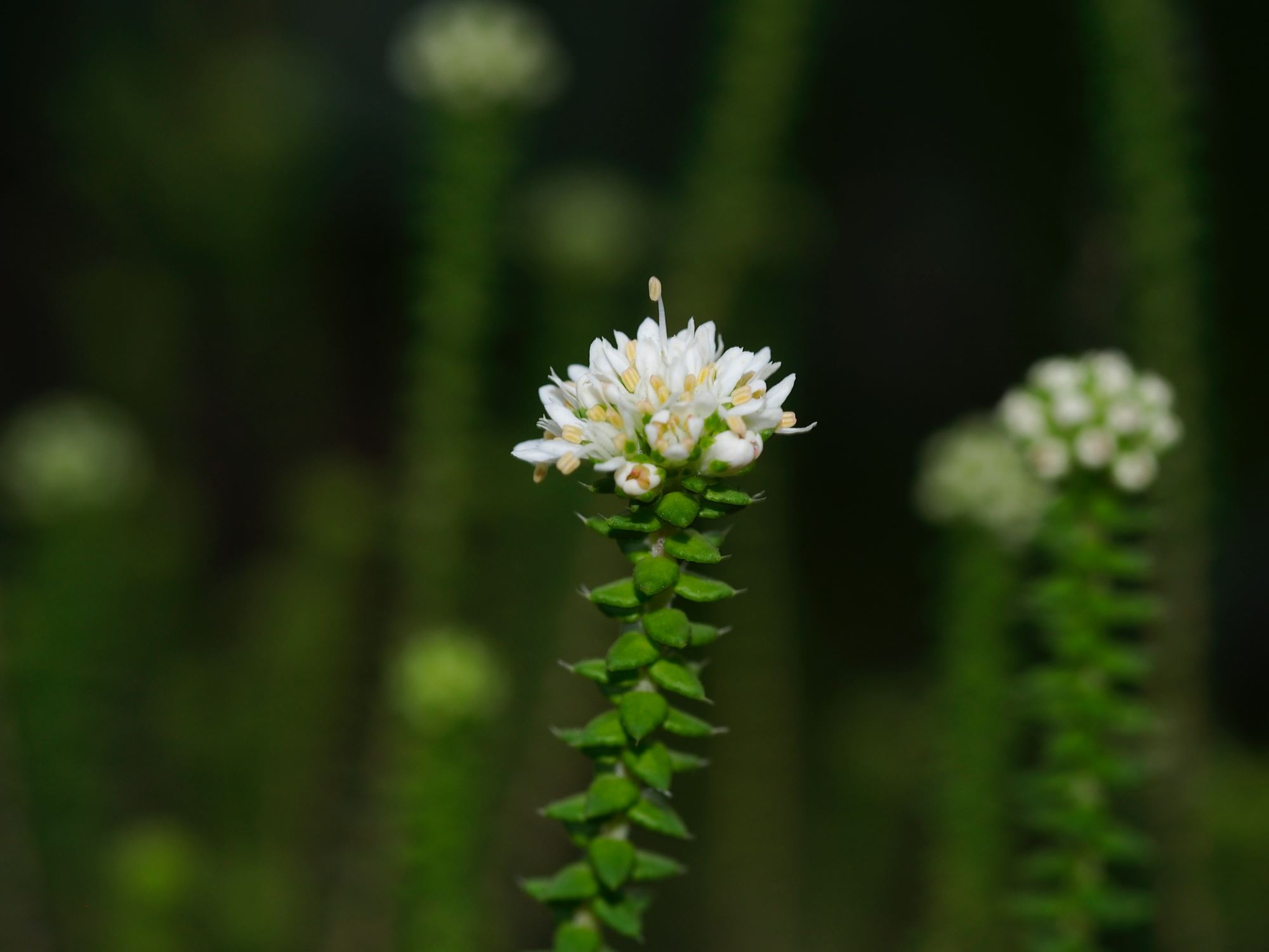 Image of Agathosma leptospermoides