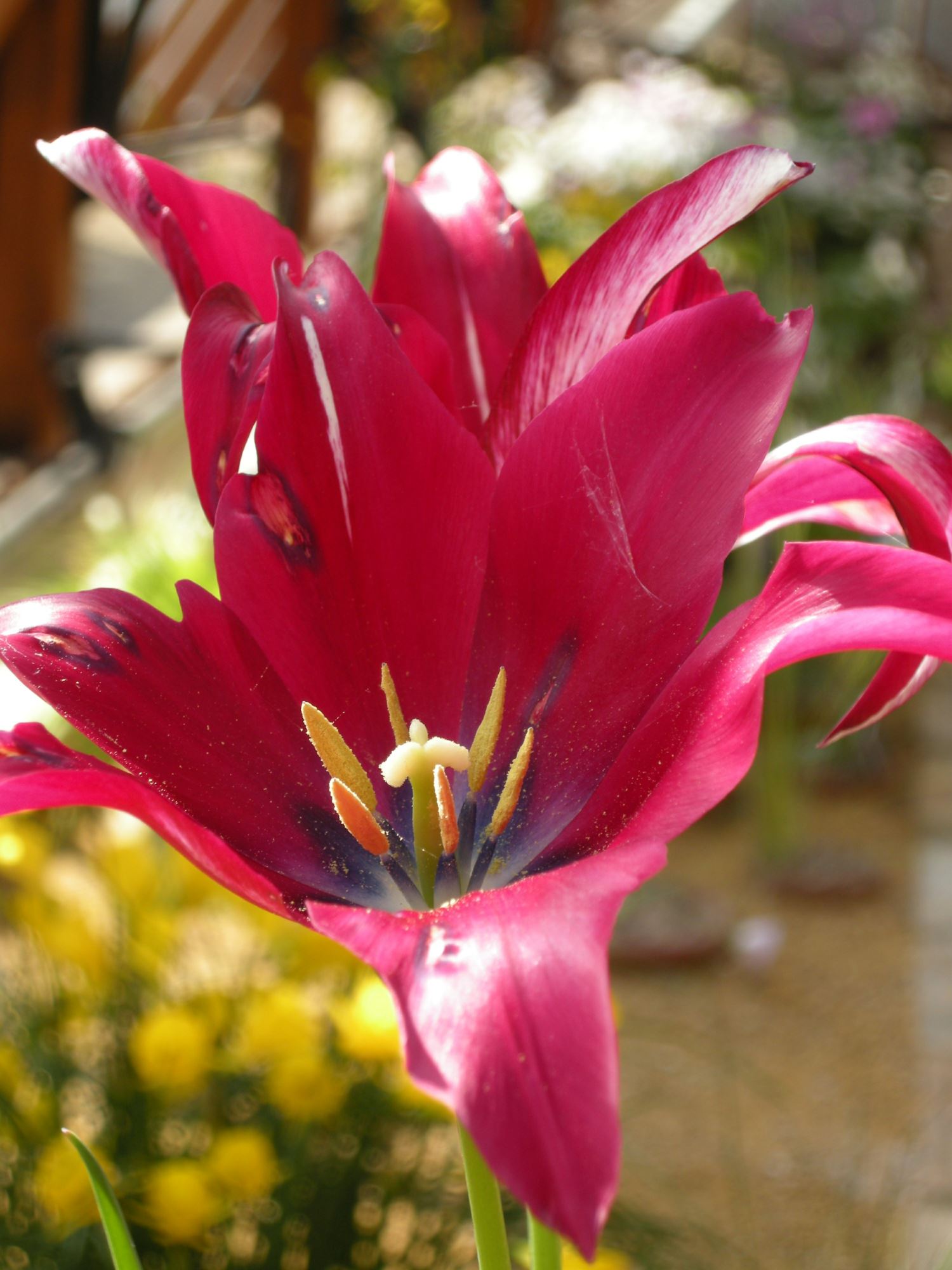 Image of Tulipa 'Captain Fryatt'