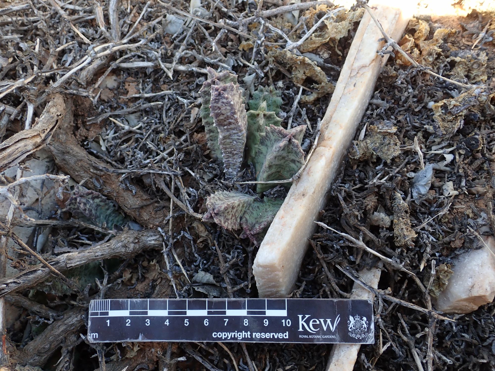 Image of Stapeliopsis neronis